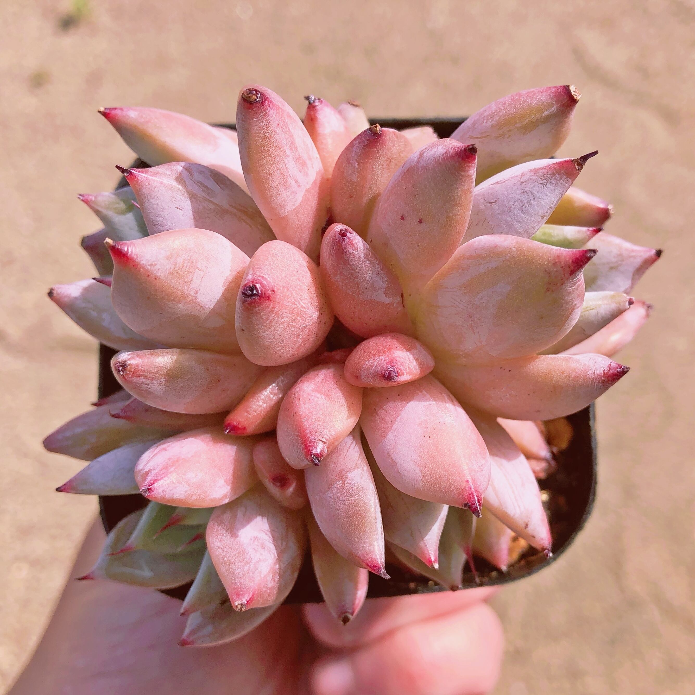 多肉植物 メキシコジャイアント 群生 | るる農園~多肉植物専門 powered by BASE