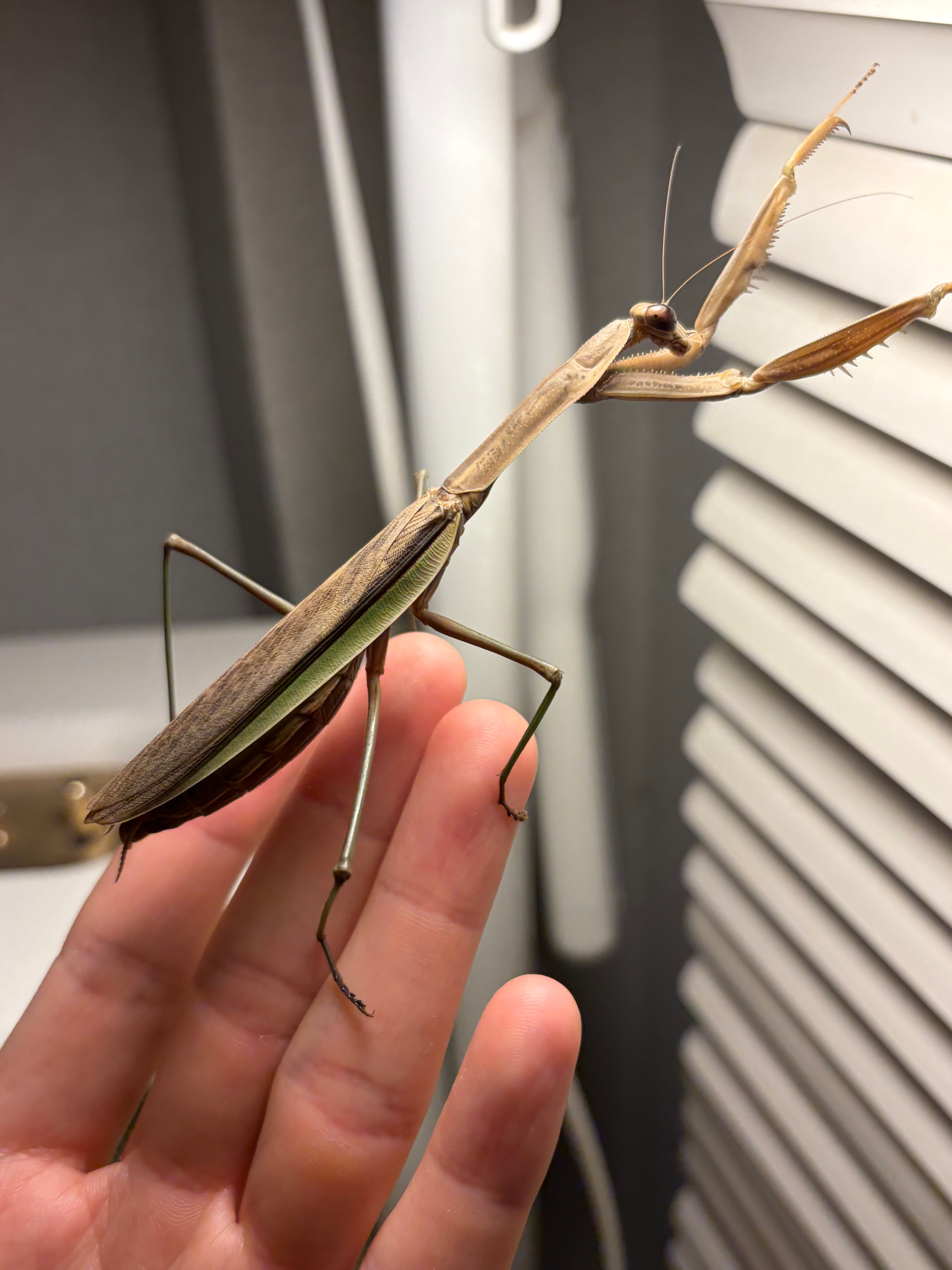抱卵？】クヌギの木にいたオオカマキリ 標本用 Tenodera マンティス