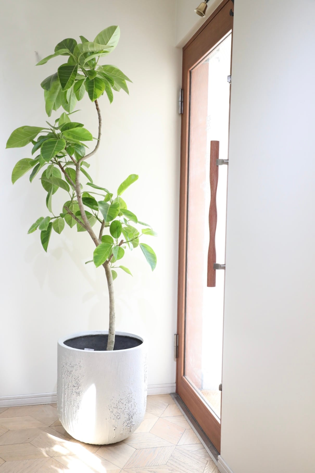 都内近郊限定配送】【183cm】フィカス アルテシマ/Ficus African