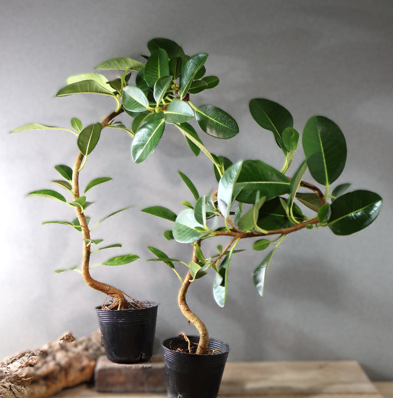 442 無骨な見た目に可憐な花『モンソニア クラシカウリス