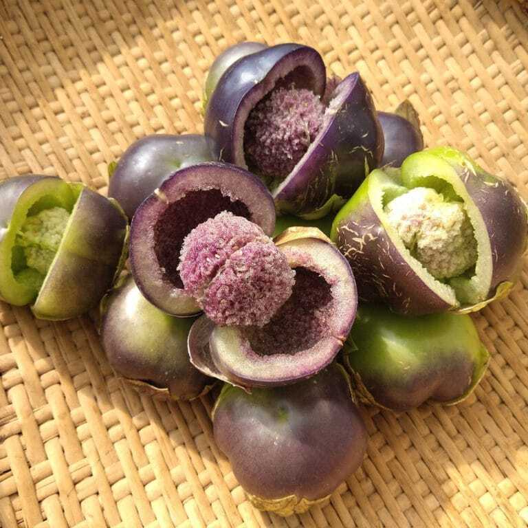 トマティーヨ・Amethyst & Emerald Geodes (固定種)【約25粒