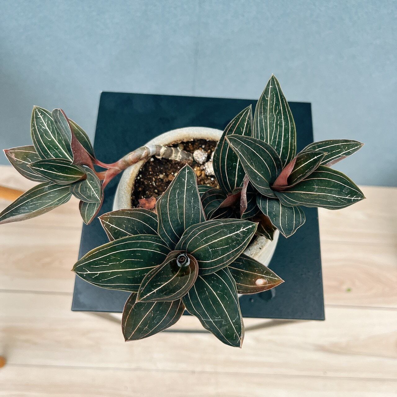 現品］【希少】☆宝石蘭☆ ルディシア ルミエル 観葉植物 かわいい