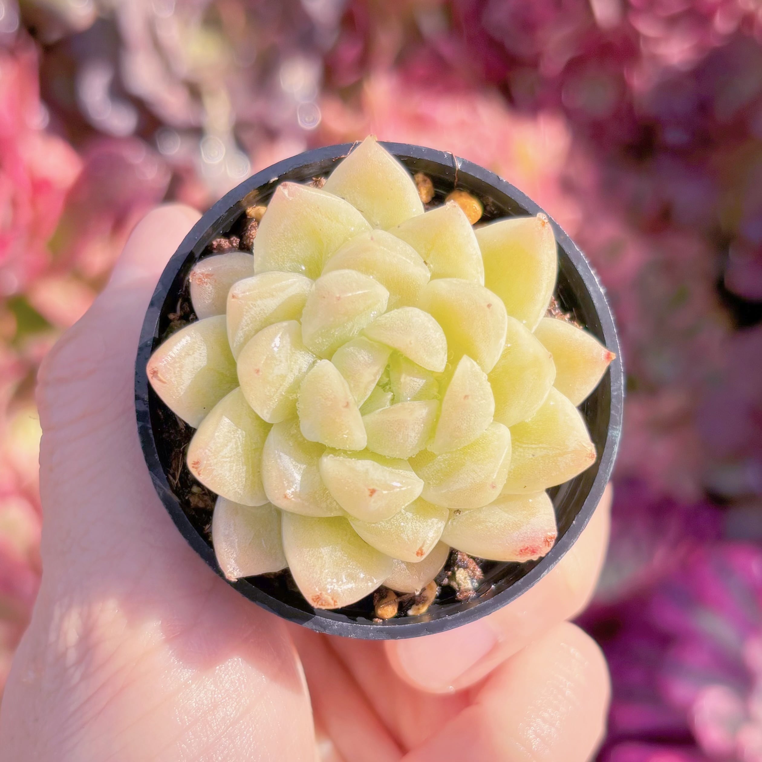 多肉植物　氷川　新入荷　るる農園