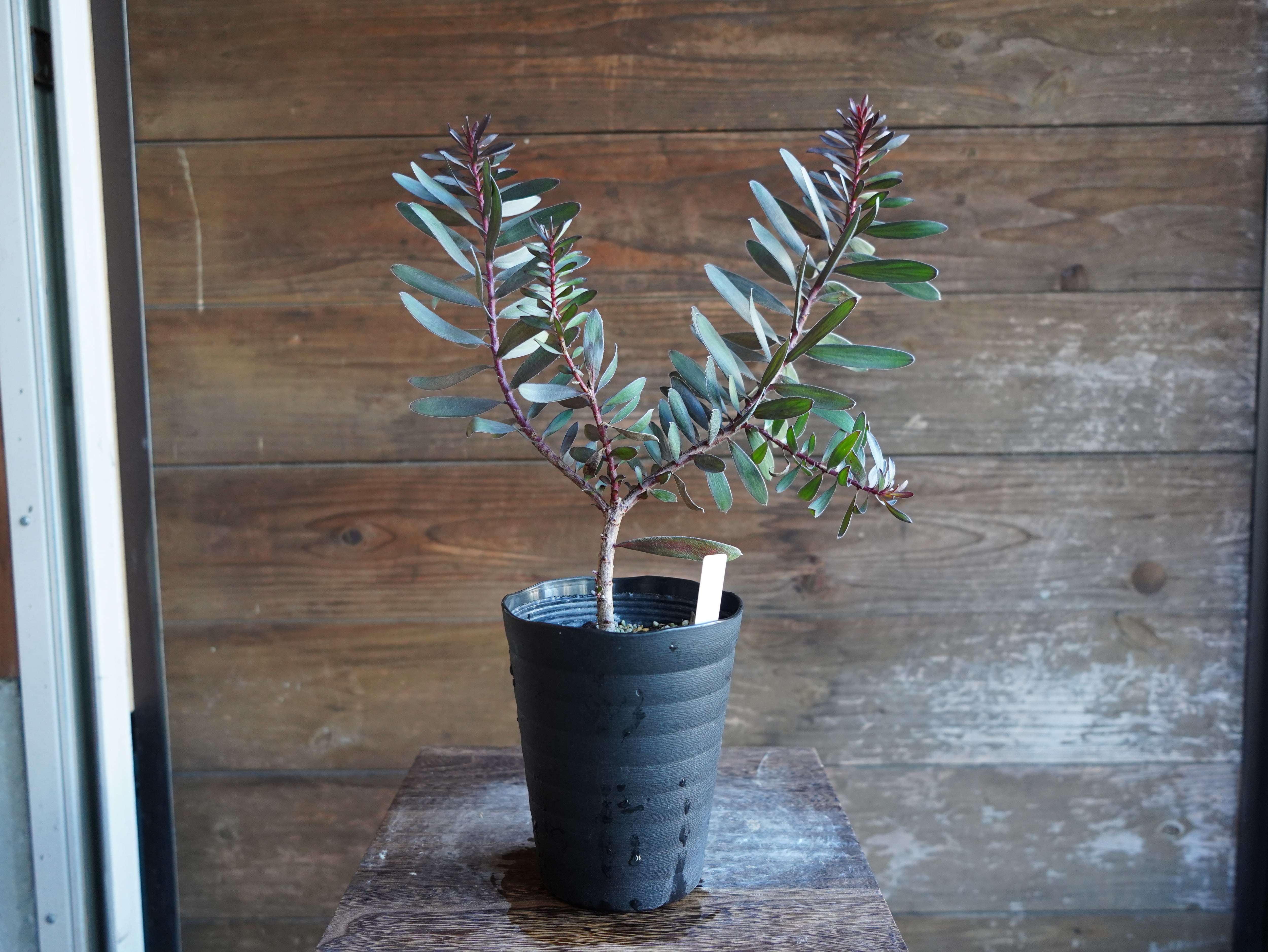 【現物】リューカデンドロン　”エボニー”　C