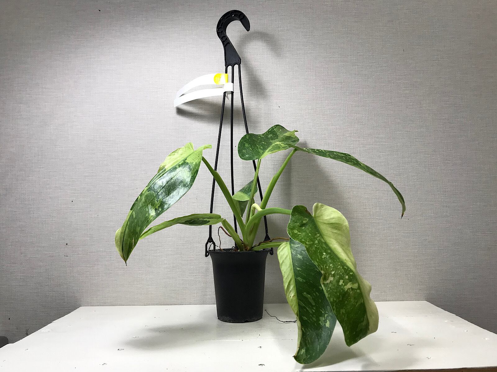 フィロデンドロン ホセボーノ