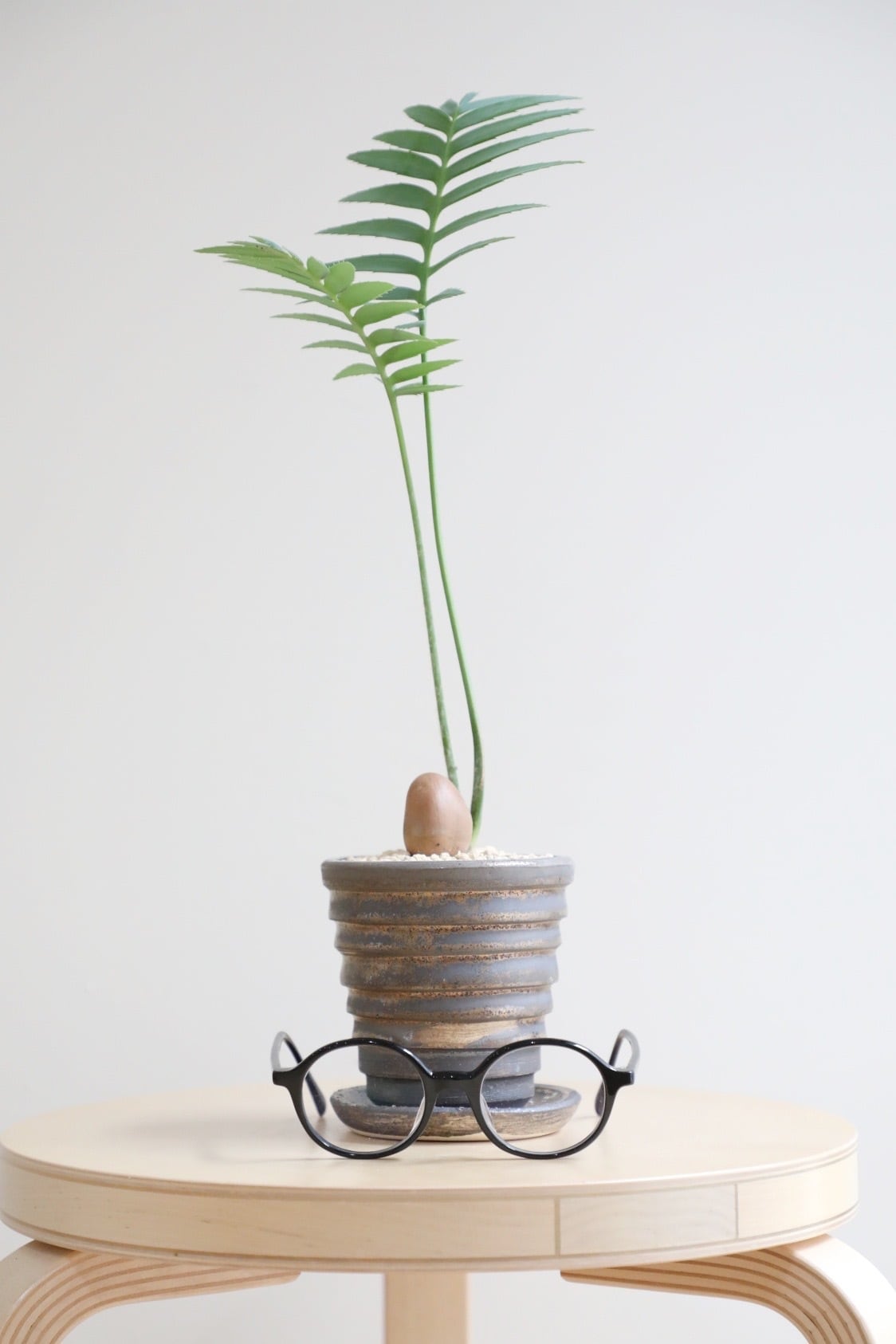 M】ディオーン スピヌロスム/Dioon spinulosum ※陶器鉢付き | 【厳選