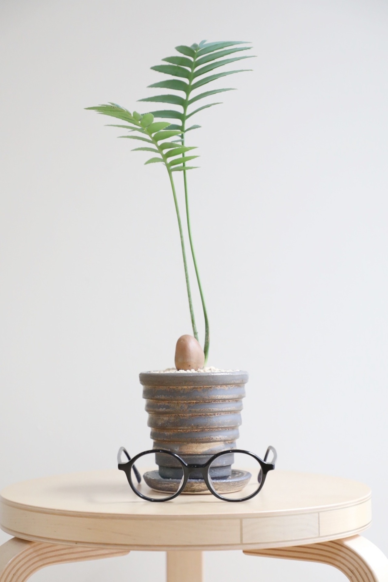 【M】ディオーン スピヌロスム/Dioon spinulosum ※陶器鉢付き