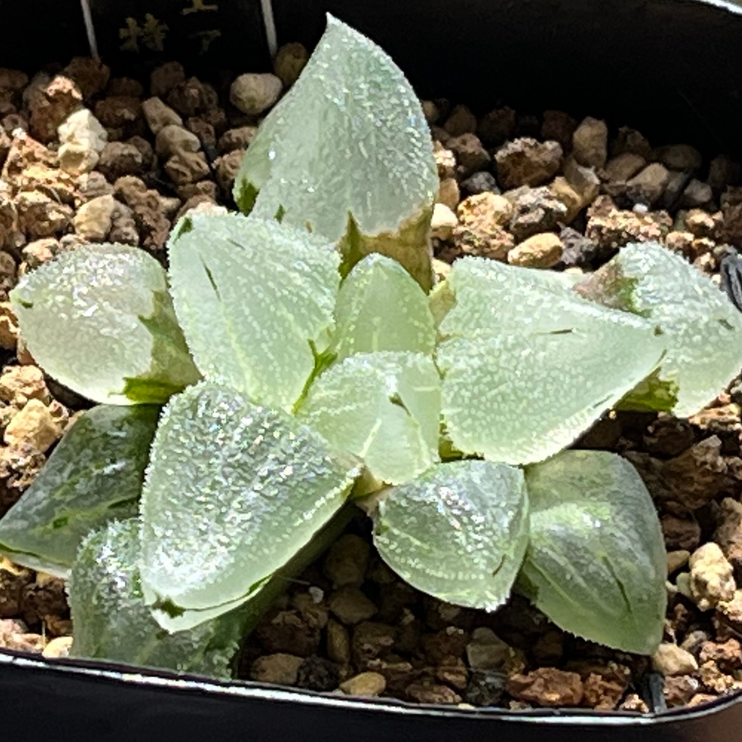 ハオルチア B型コンプトミュータント錦① | mocono_plants