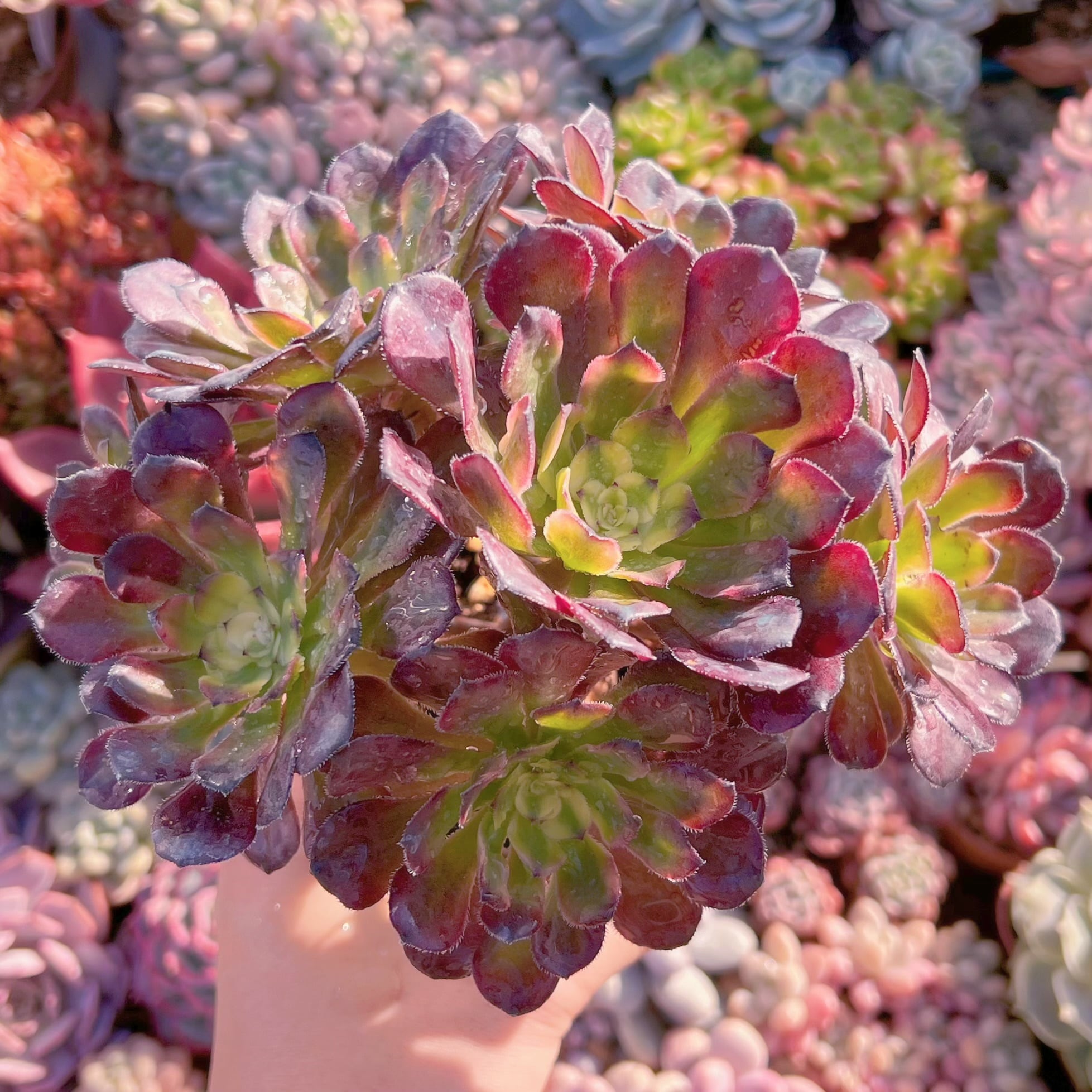 現品　マリド錦#666　大群生　新入荷