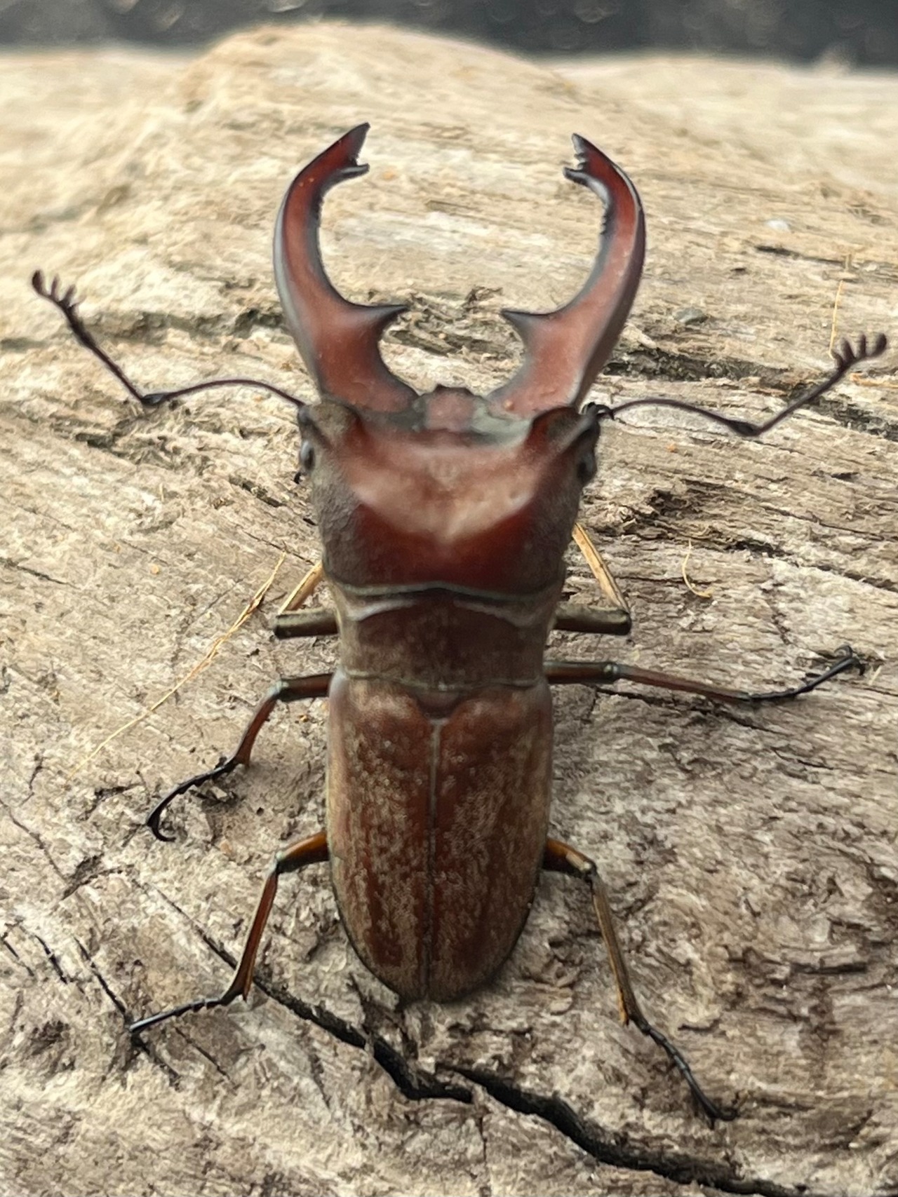 【WD】《スズムラホソアカ ロハス産 33mm ペア》