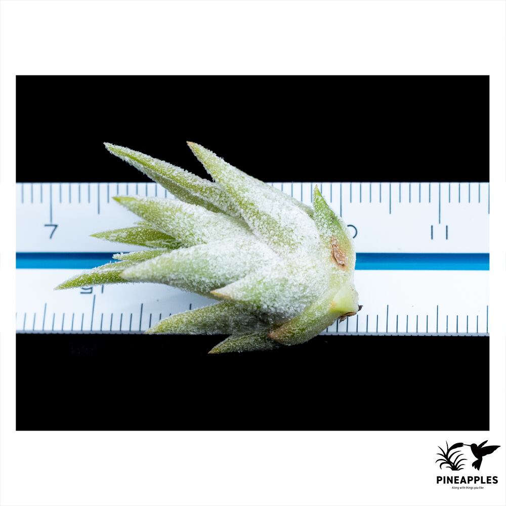 ブロメリア・エアープランツ Tillandsia Succulent Form ブロメリア・エアープランツ Tillandsia 'Succulent Form' x Nizanda T