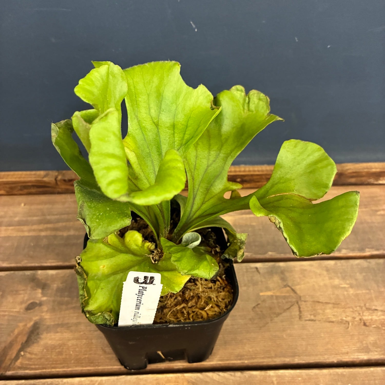 ビカクシダ P. ridleyi var. round 'G'【181】 | PROTOLEAF プロトリーフ