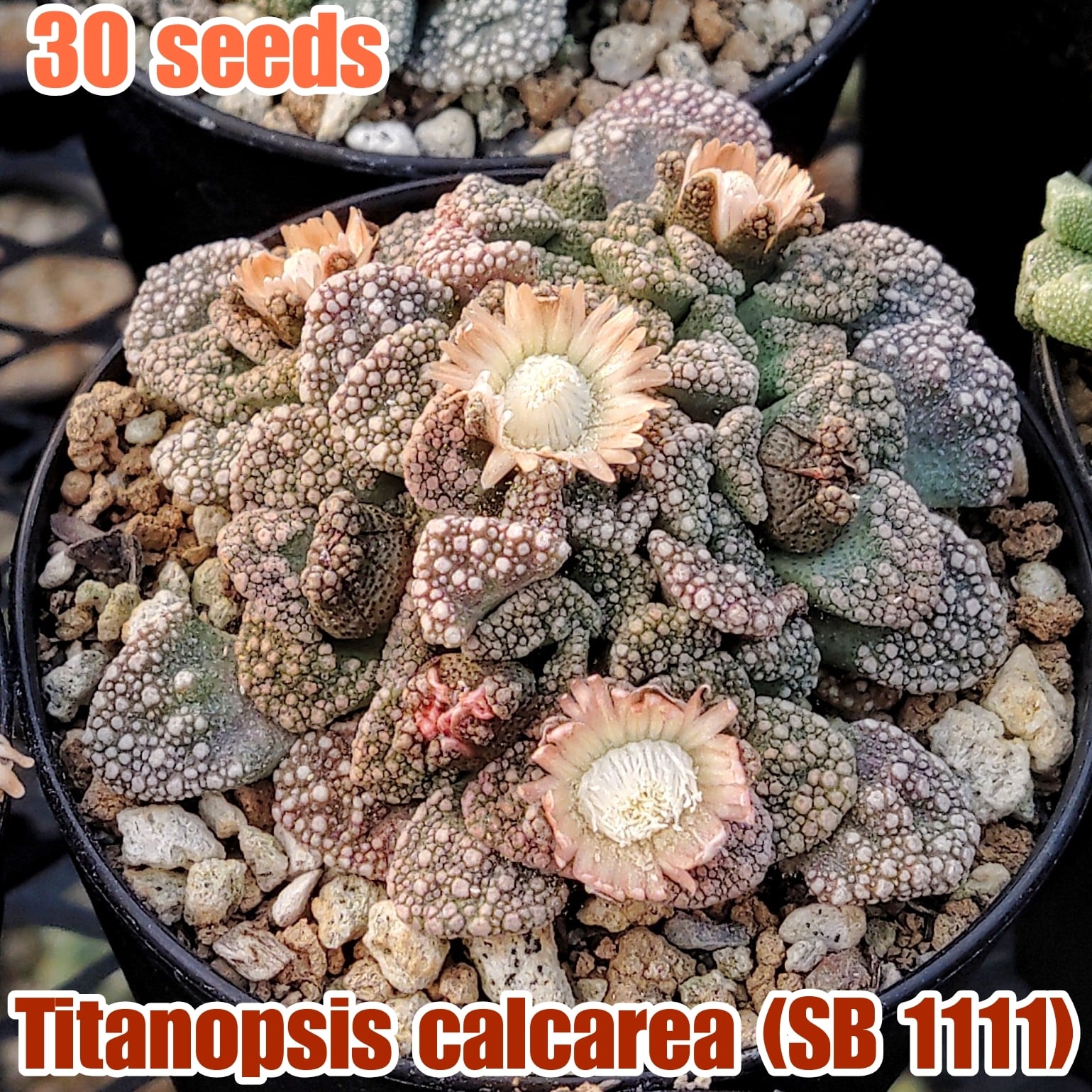 Titanopsis/チタノプシス属 | YAJIMA: Succulents of Wild-Species