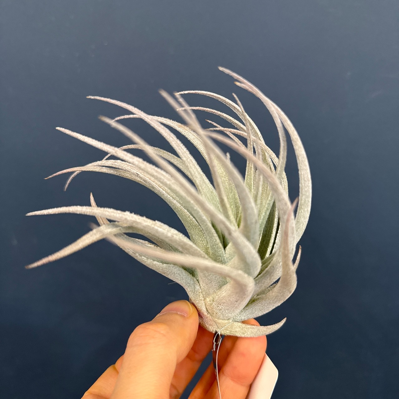 チランジア レクルビフォリア サブセクンディフォリア【961】