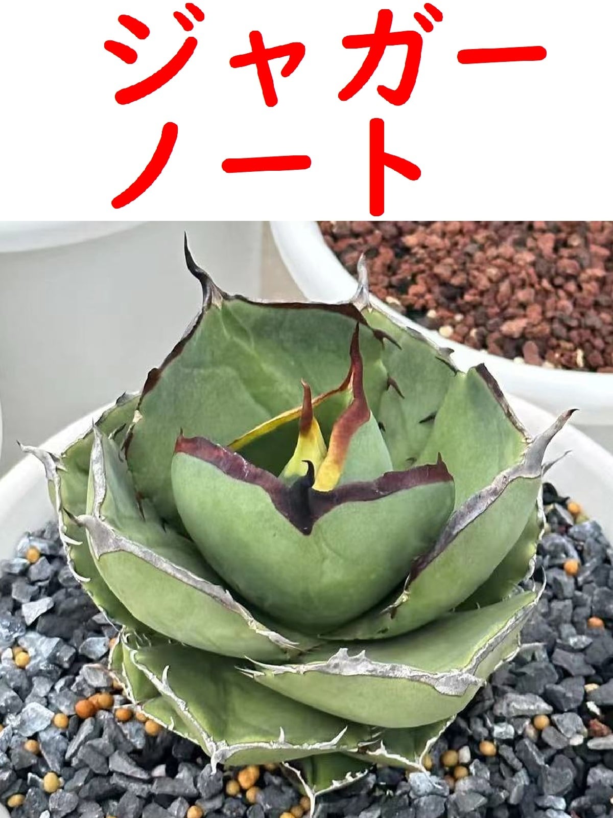 アガベチタノタ ジャガーノート×Fo-076交種|観葉植物 アガベチタノタ ジャガーノート×Fo-076交種|観葉植物
