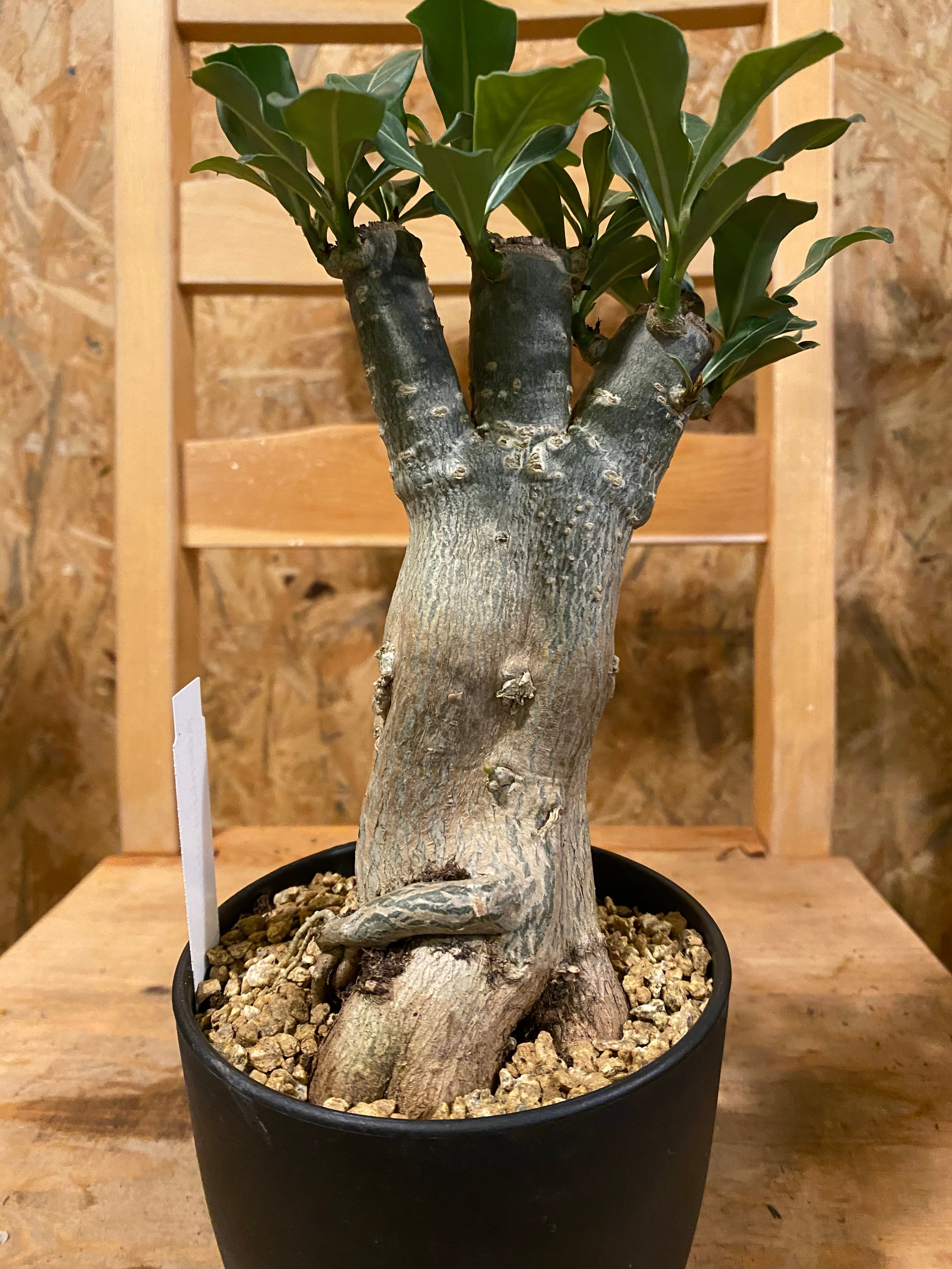 アデニウム・オベスム H29cm W14cm 口径11cm 本体19cm | Garden Varejo