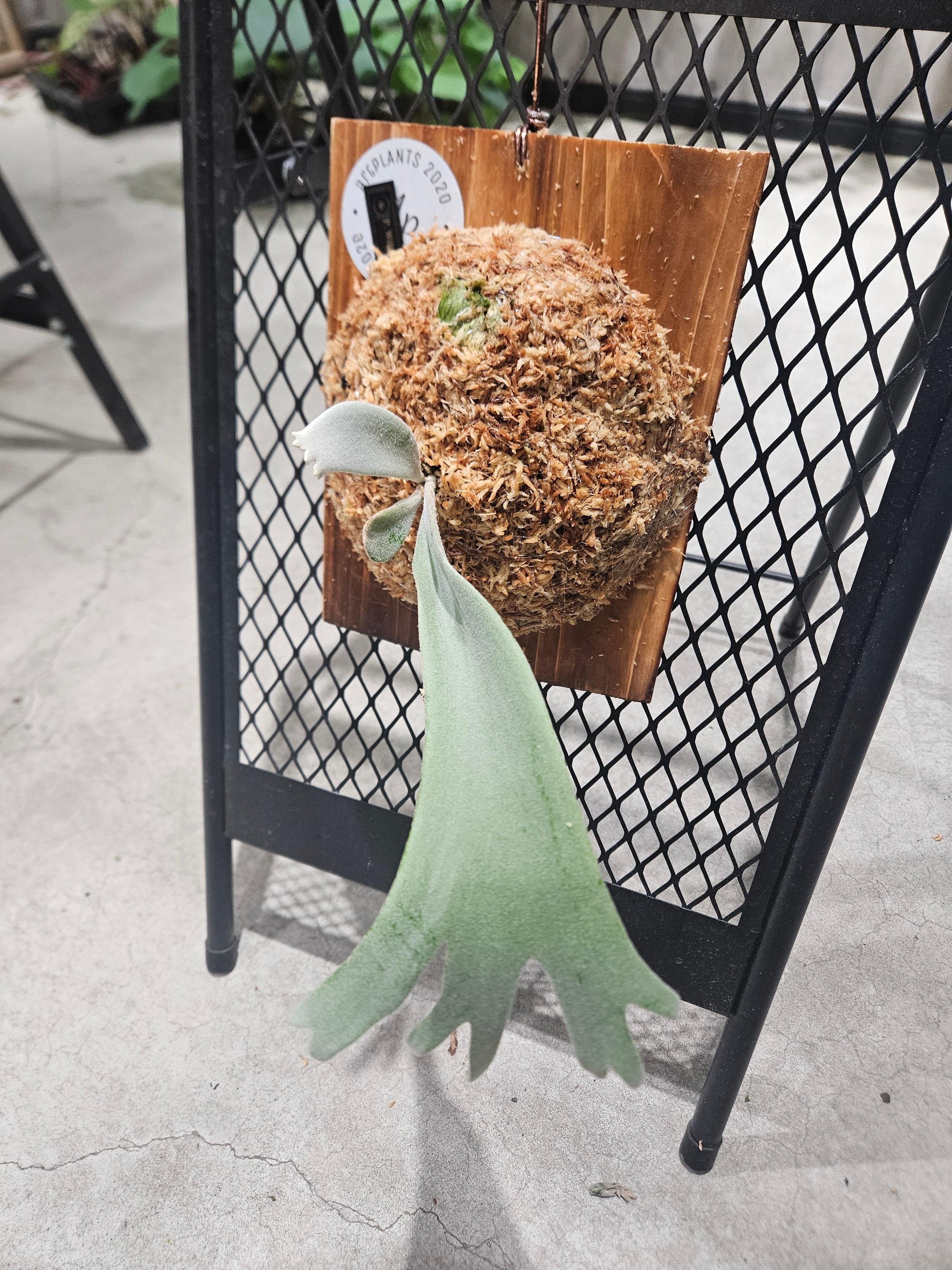 P.willinckii cv. White Prince 【artPLANTs/PLANTS GARAGE