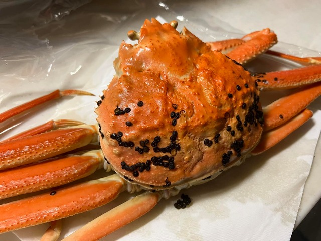 寒くなった今が一番うまい！　訳アリ足取れ！隠岐の島産『蒸風呂松葉ガニ①』(1匹/生原体600-700g 前後  ）食べ方動画あり