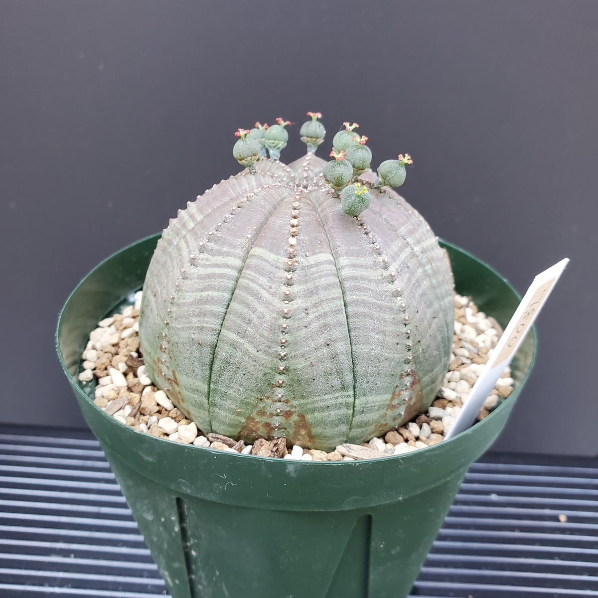 ノーマルMLサイズ】 Euphorbia Obesa ユーフォルビア オベサ 