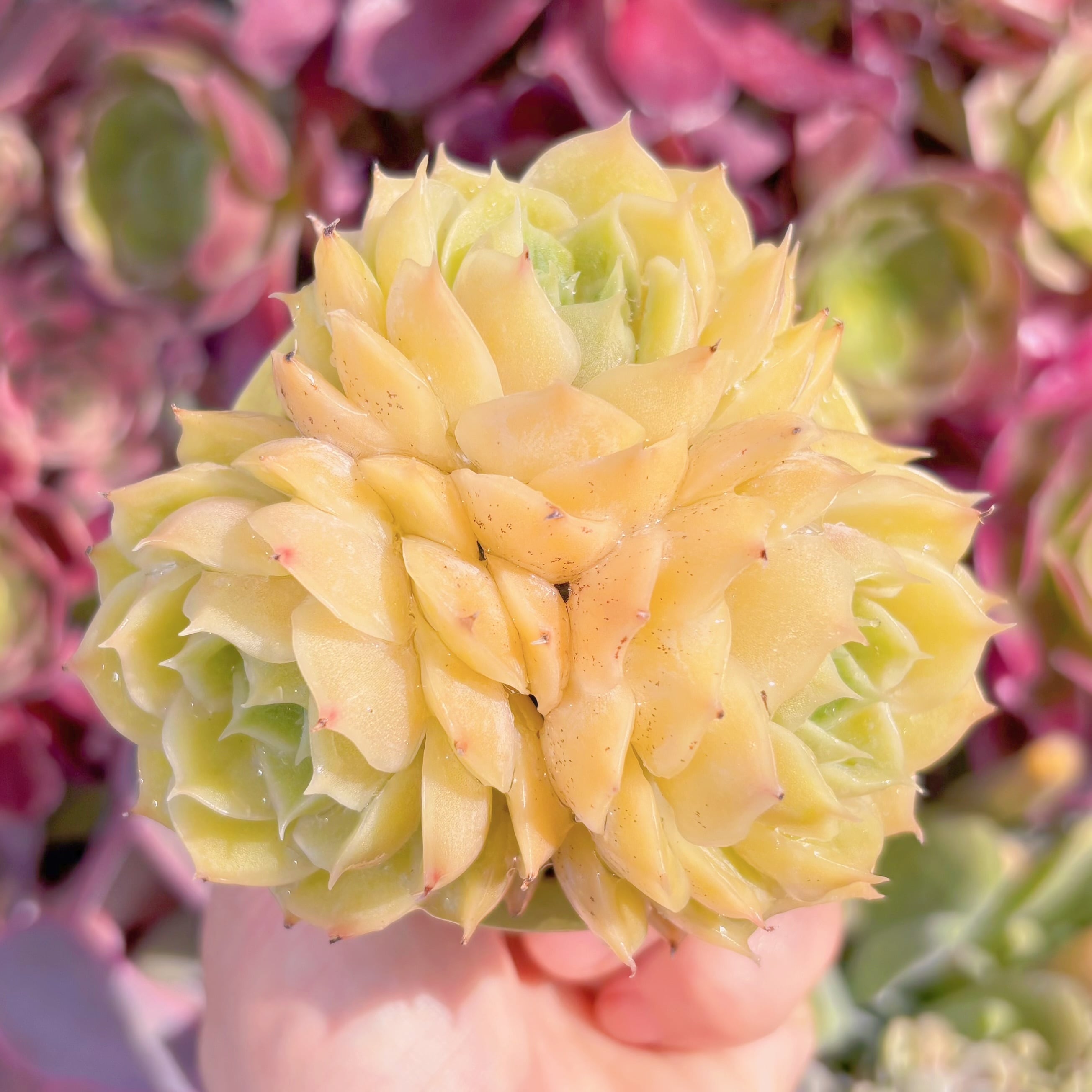 現品　オンスロー#230　群生   るる農園