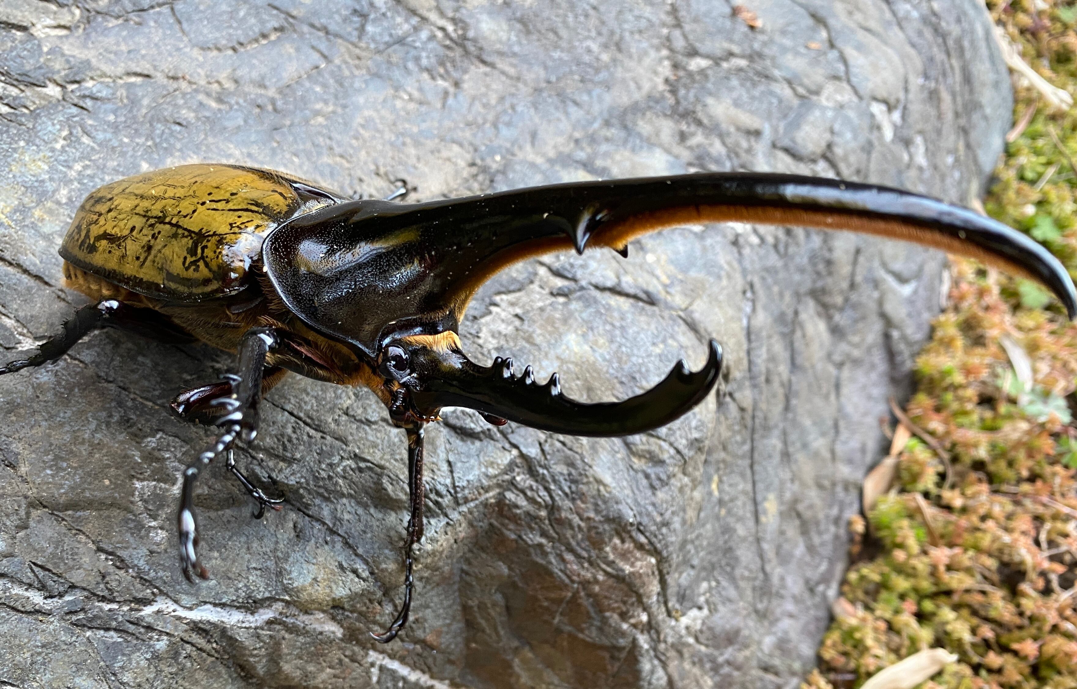 SALE【極太系】D.H.ヘラクレス 幼虫 【ペア】 | KUWAGATA-PANDA