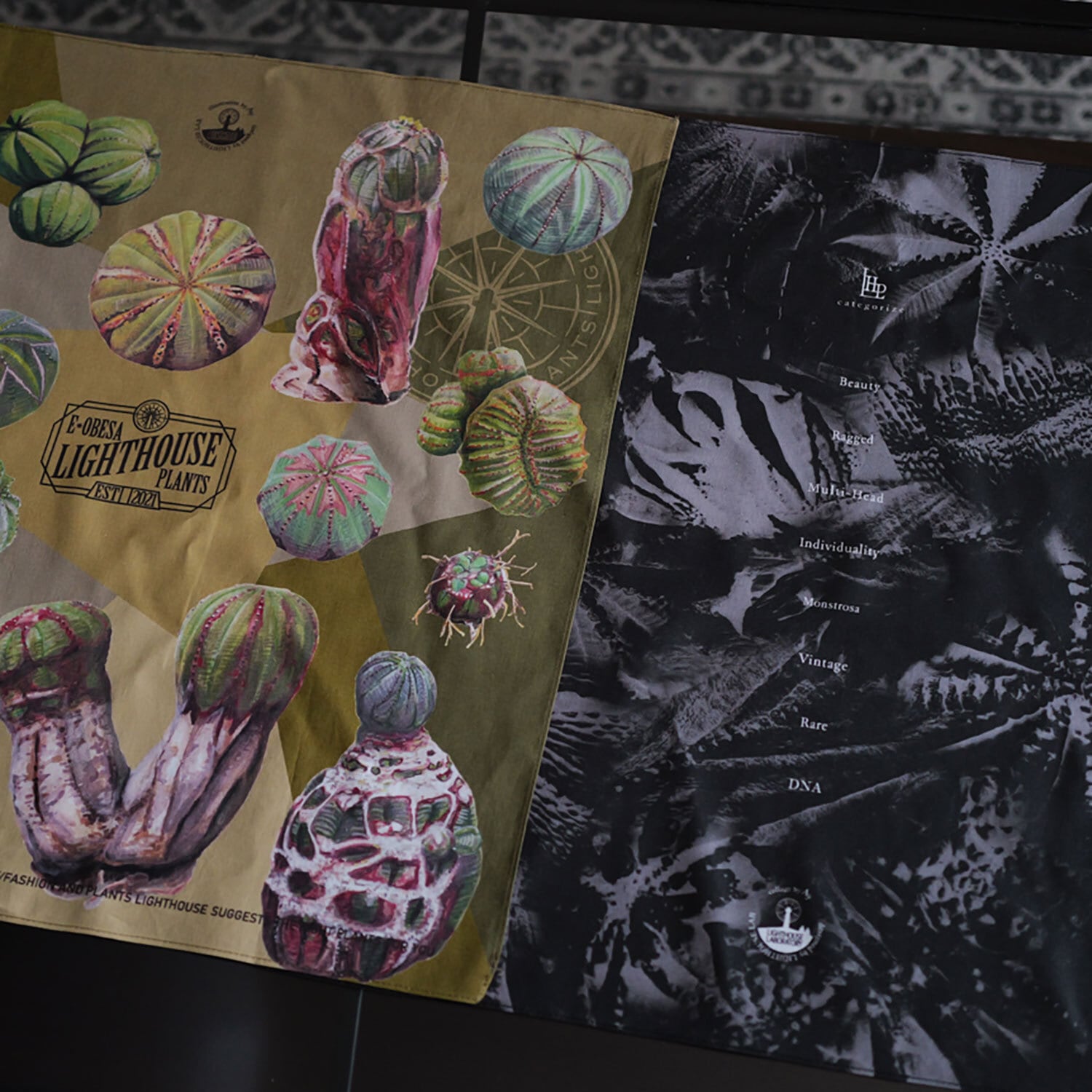 美模様 木質化 まん丸 オベサ / ユーフォルビア | LIGHTHOUSE.PLANTS