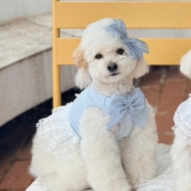 即納販売　MAMU　Mellow cotton dress（Blue） ブローチ付ドレス　※ケープ別売　韓国犬服　MAMU