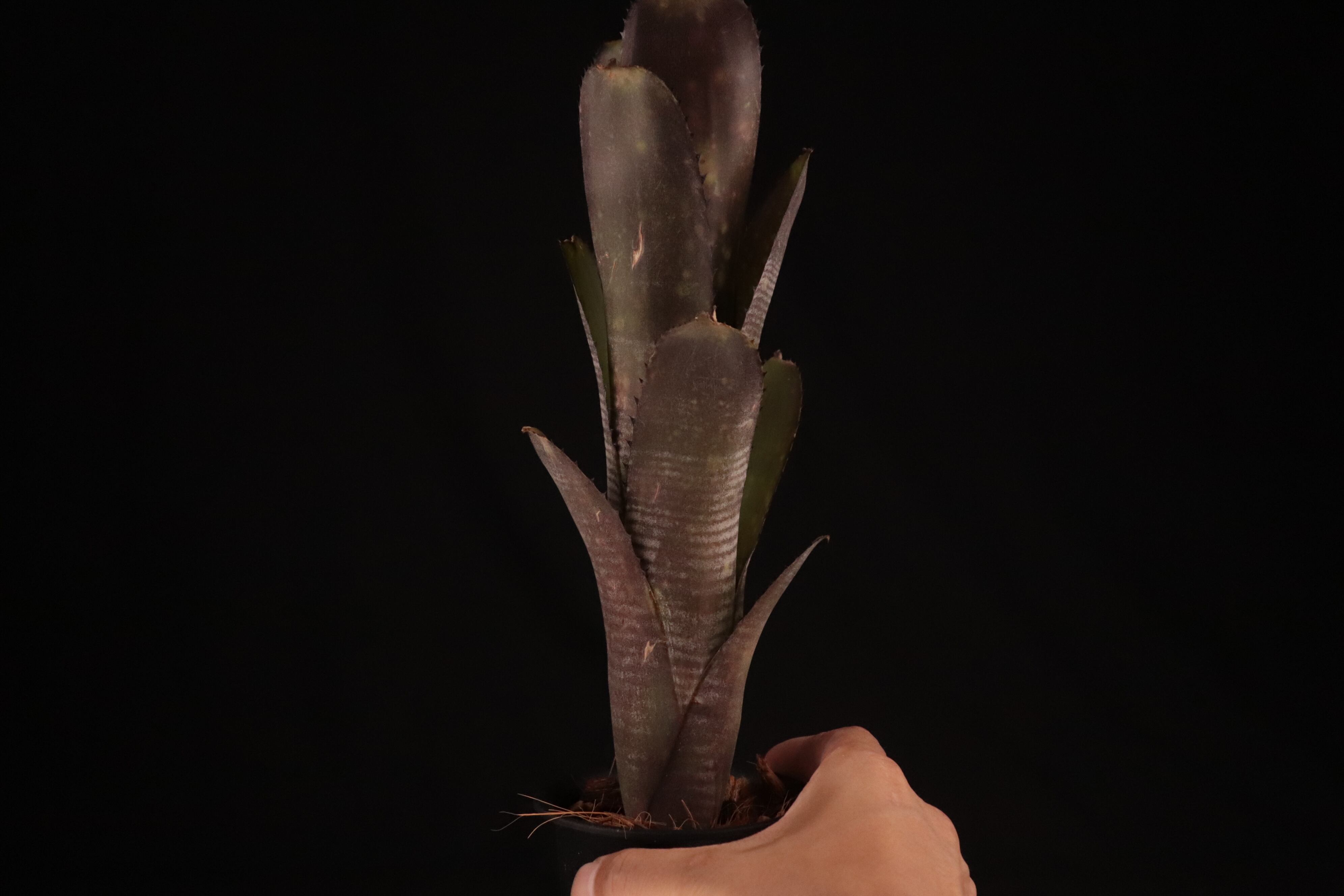 送料無料】Billbergia 'Smokestack'〔ビルベルギア〕現品発送B0205