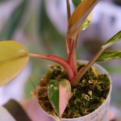 フィロデンドロン・レッドコンゴ④│Philodendron Red Congo