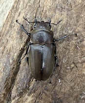 《スぺキオススホソアカ ベララベラ産 56mm ♂♀♀トリオ》