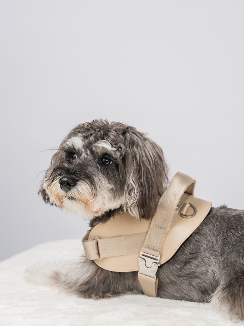 XSサイズ」サドルハーネス【HOZI】 | Pay ID