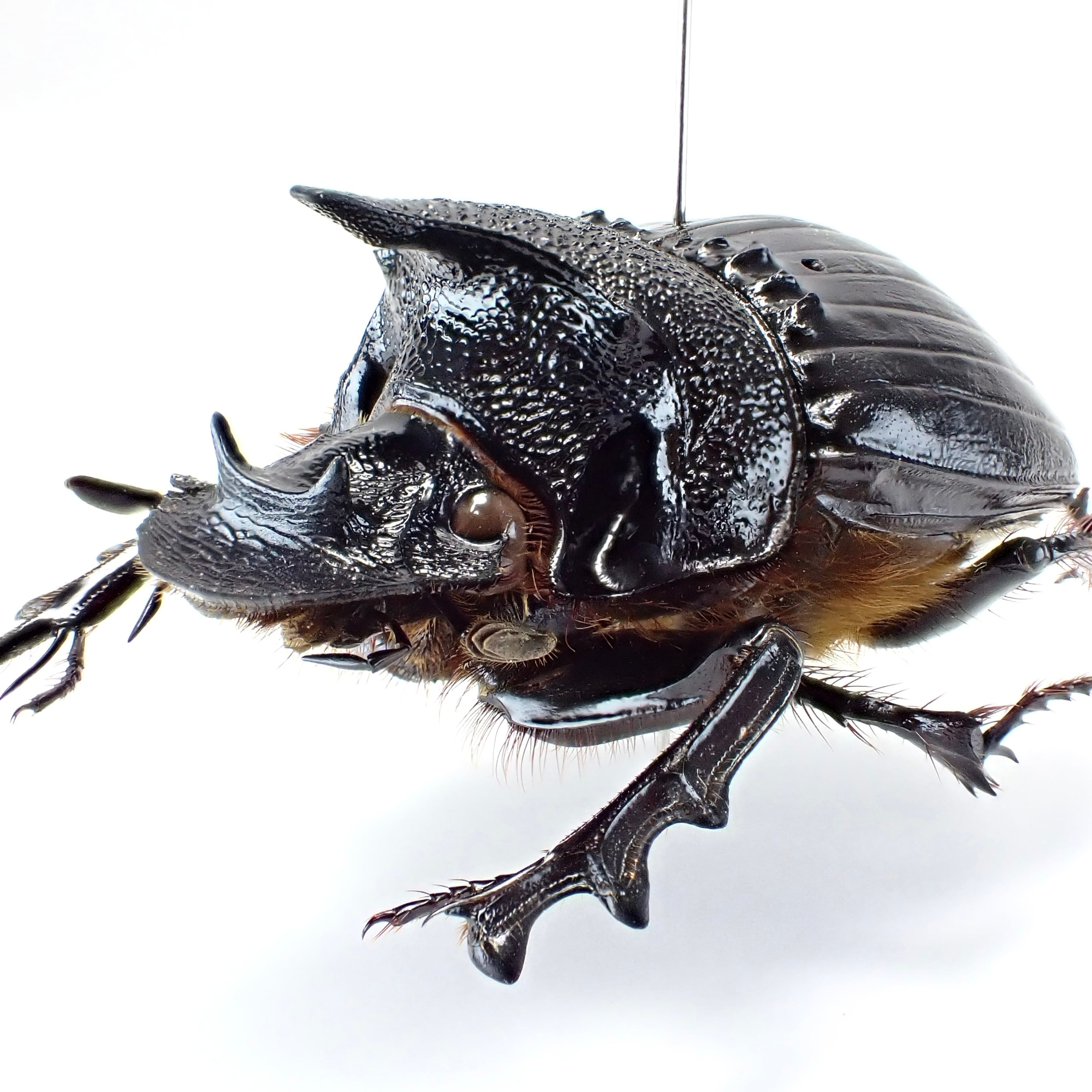 ダイコクコガネの仲間（SOLD） | 昆虫標本 Diggers & Rollers