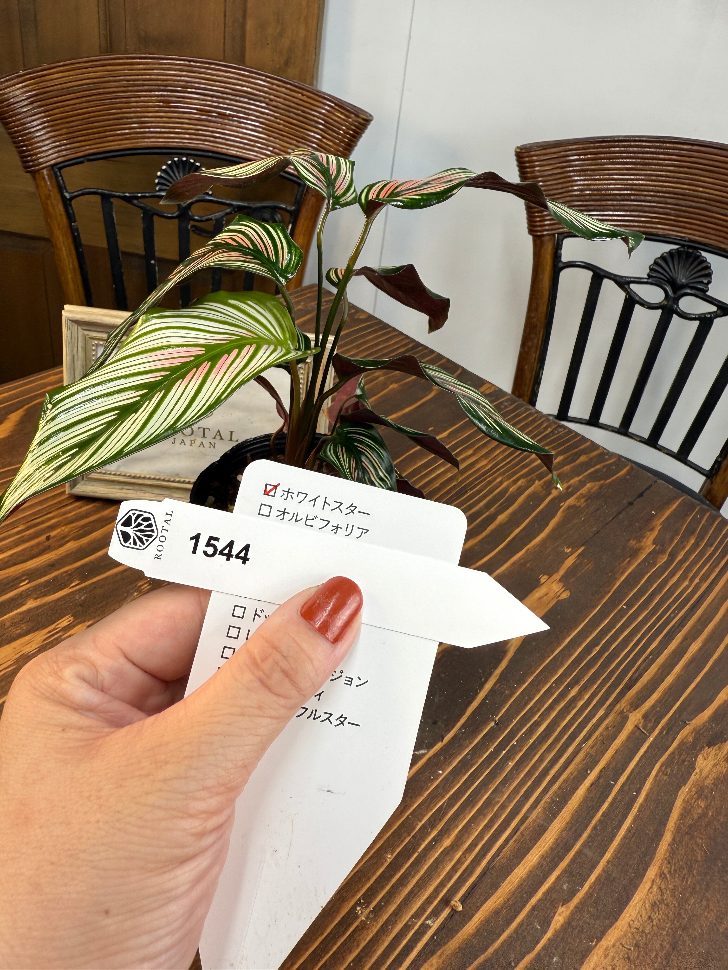 ★1544 カラテア ホワイトスター(3.5号ポット)