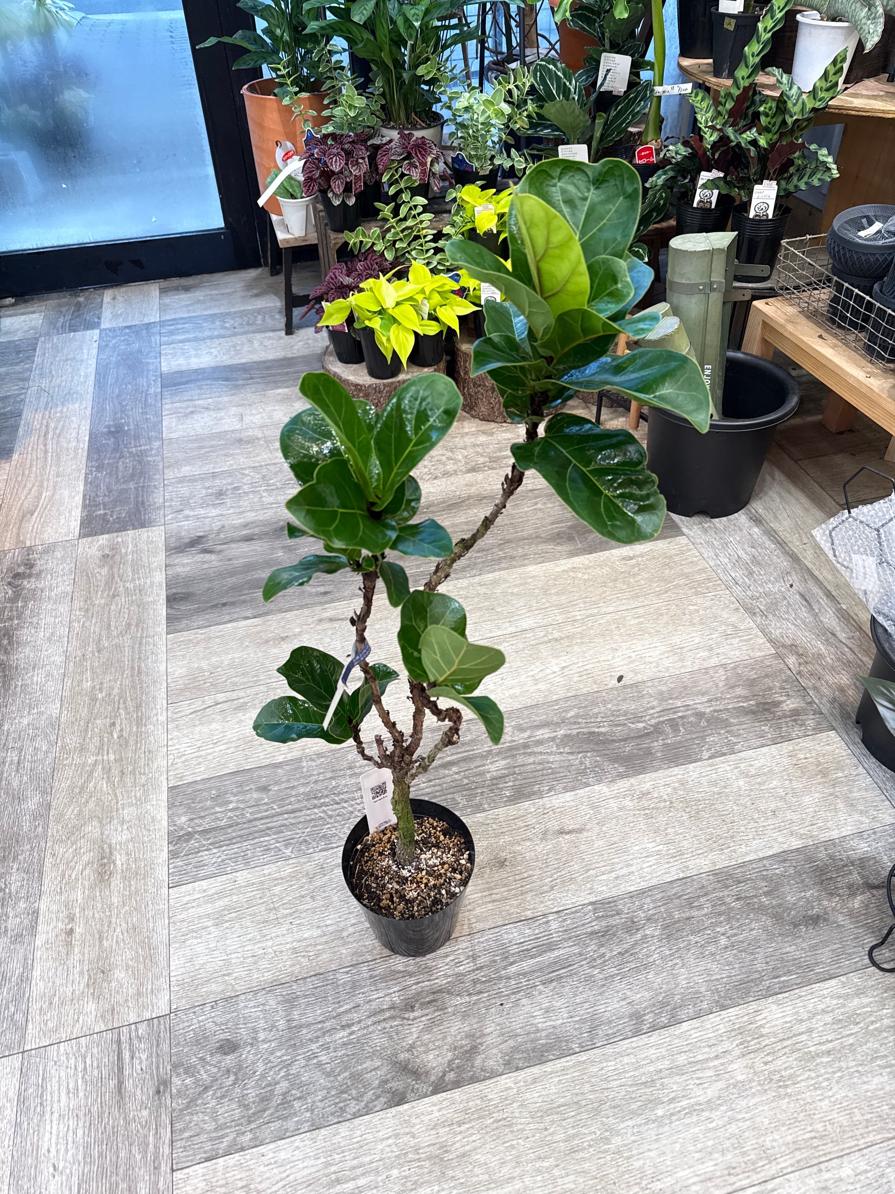 フィカス リラータ バンビーノ | Gardenえん 【観葉熱帯植物】