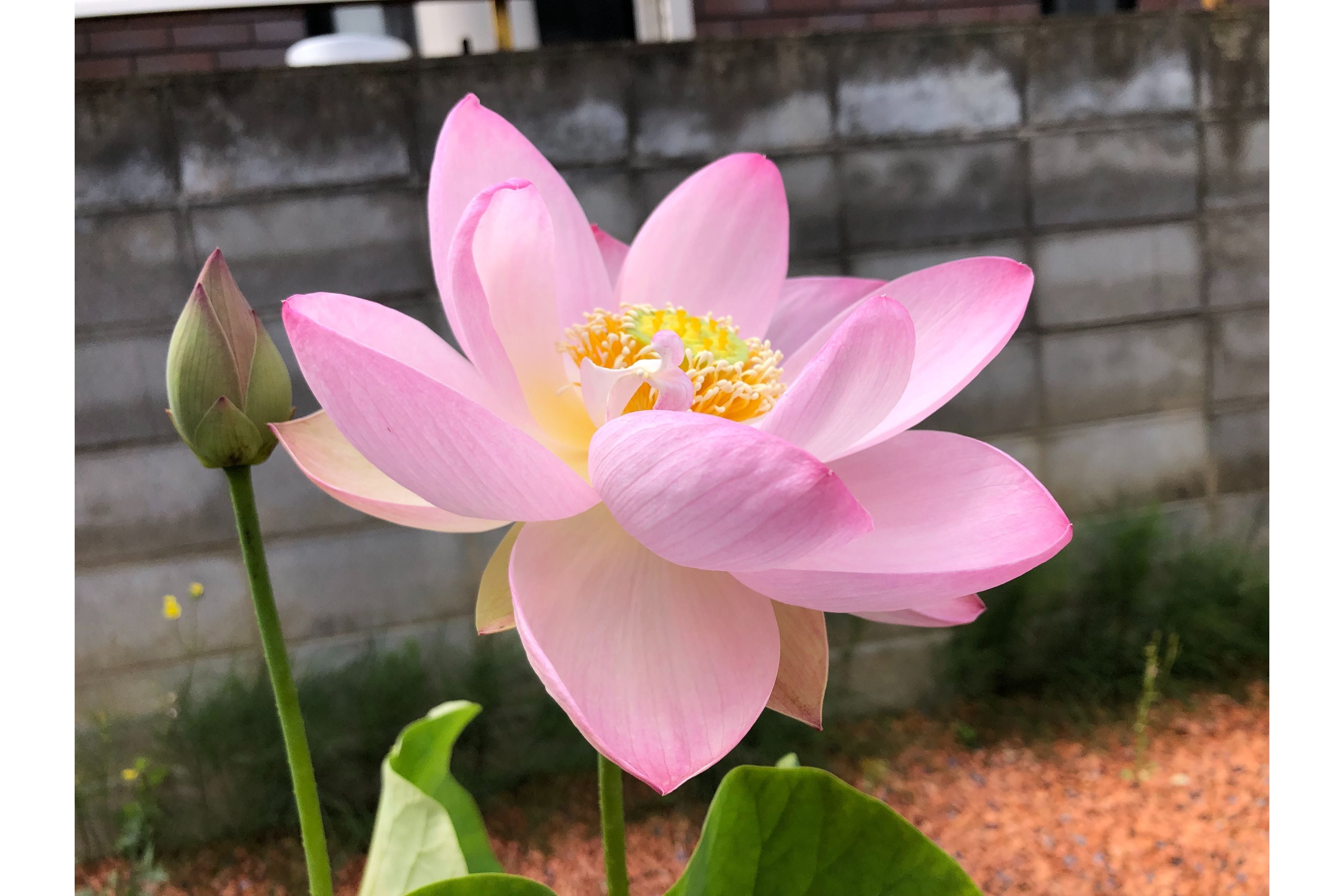 八一蓮・蓮鉢(花芽付き) | やまもと農園