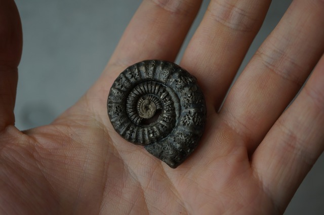 イギリス産黄鉄鉱化アンモナイト  Pyritized Ammonite 2312