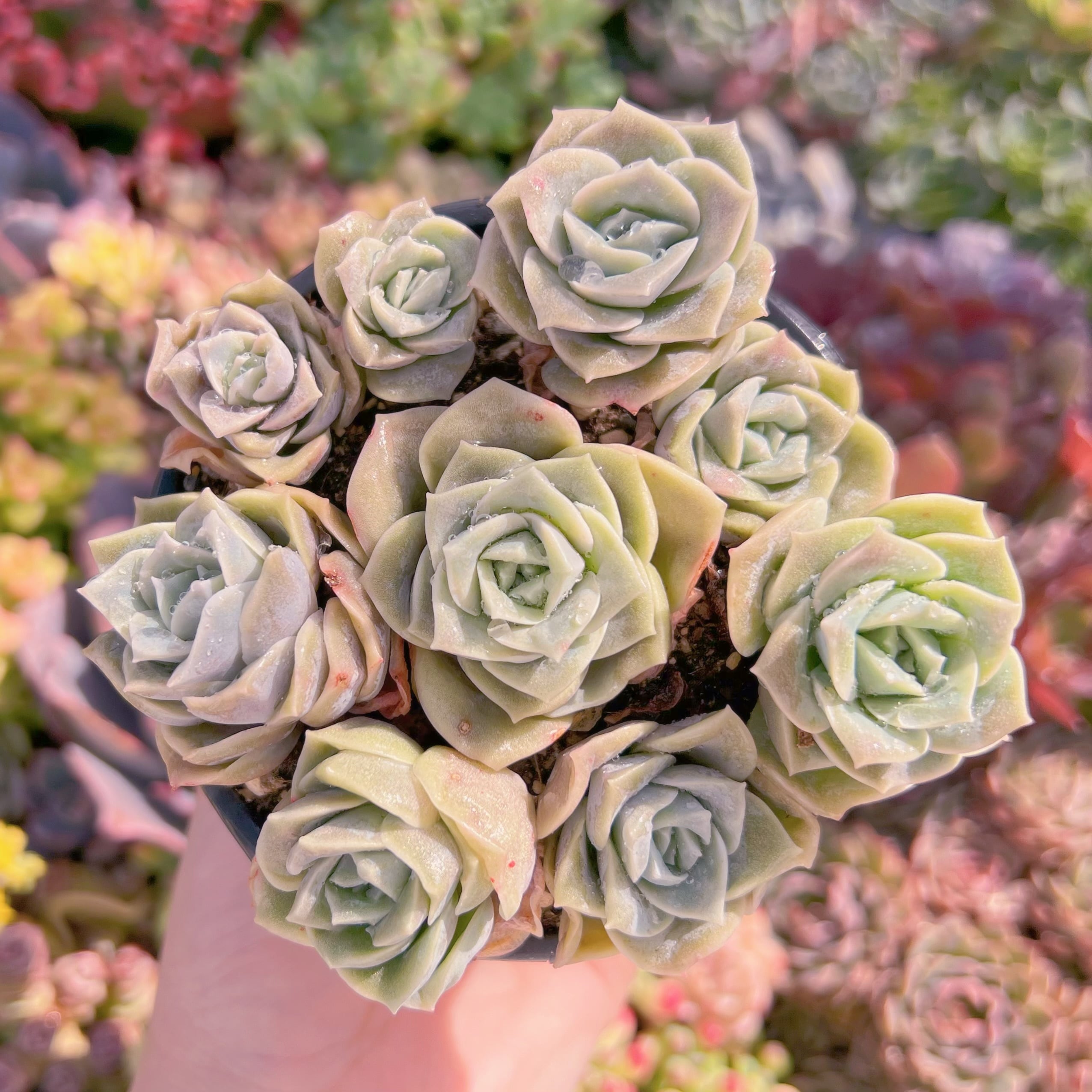 現品　ラブリーローズ#A071　るる農園