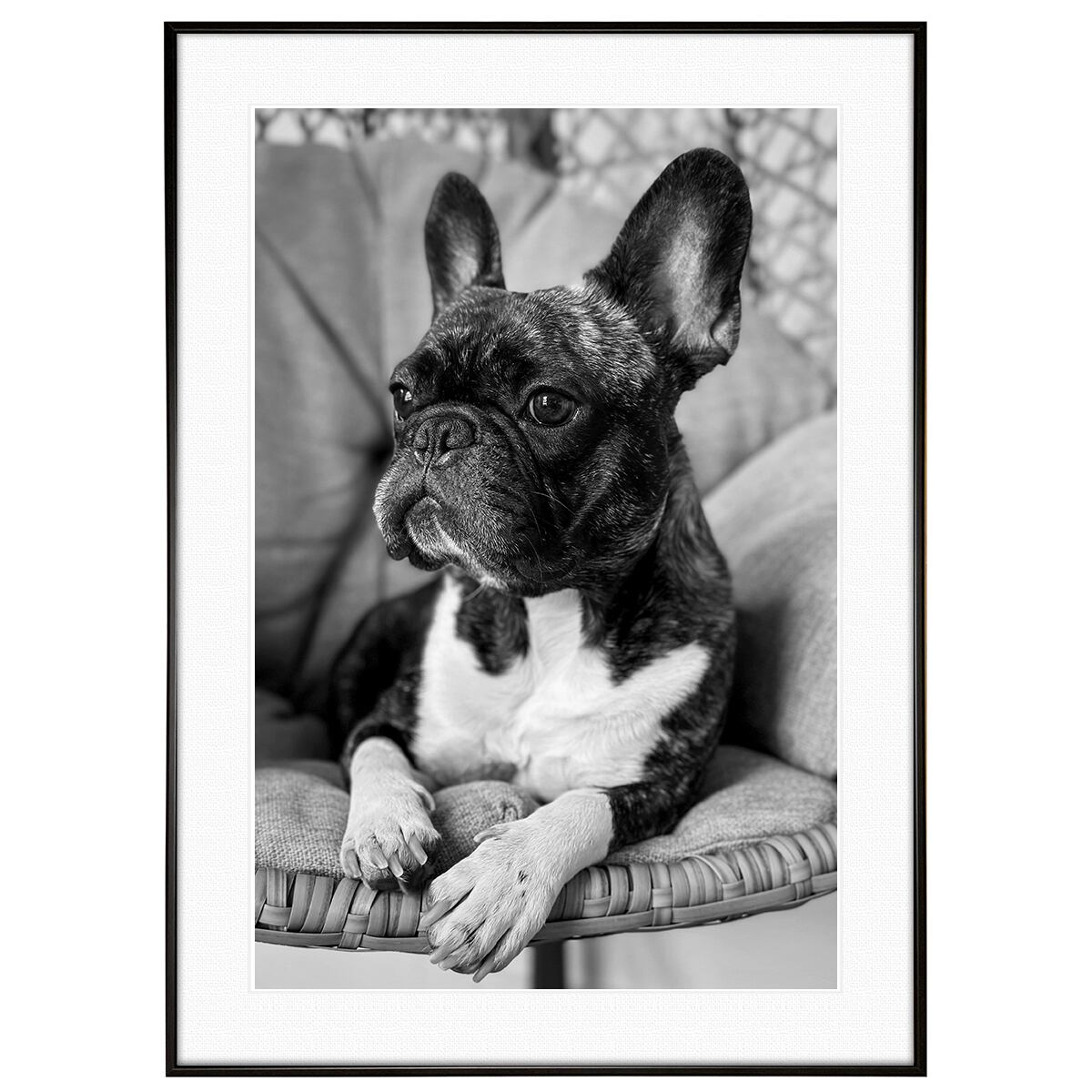 動物写真 犬 フレンチブルドッグ インテリア モノクロアートポスター