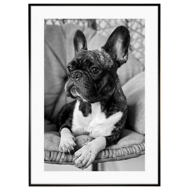 動物写真 犬 フレンチブルドッグ インテリア モノクロアートポスター額装 AS1821