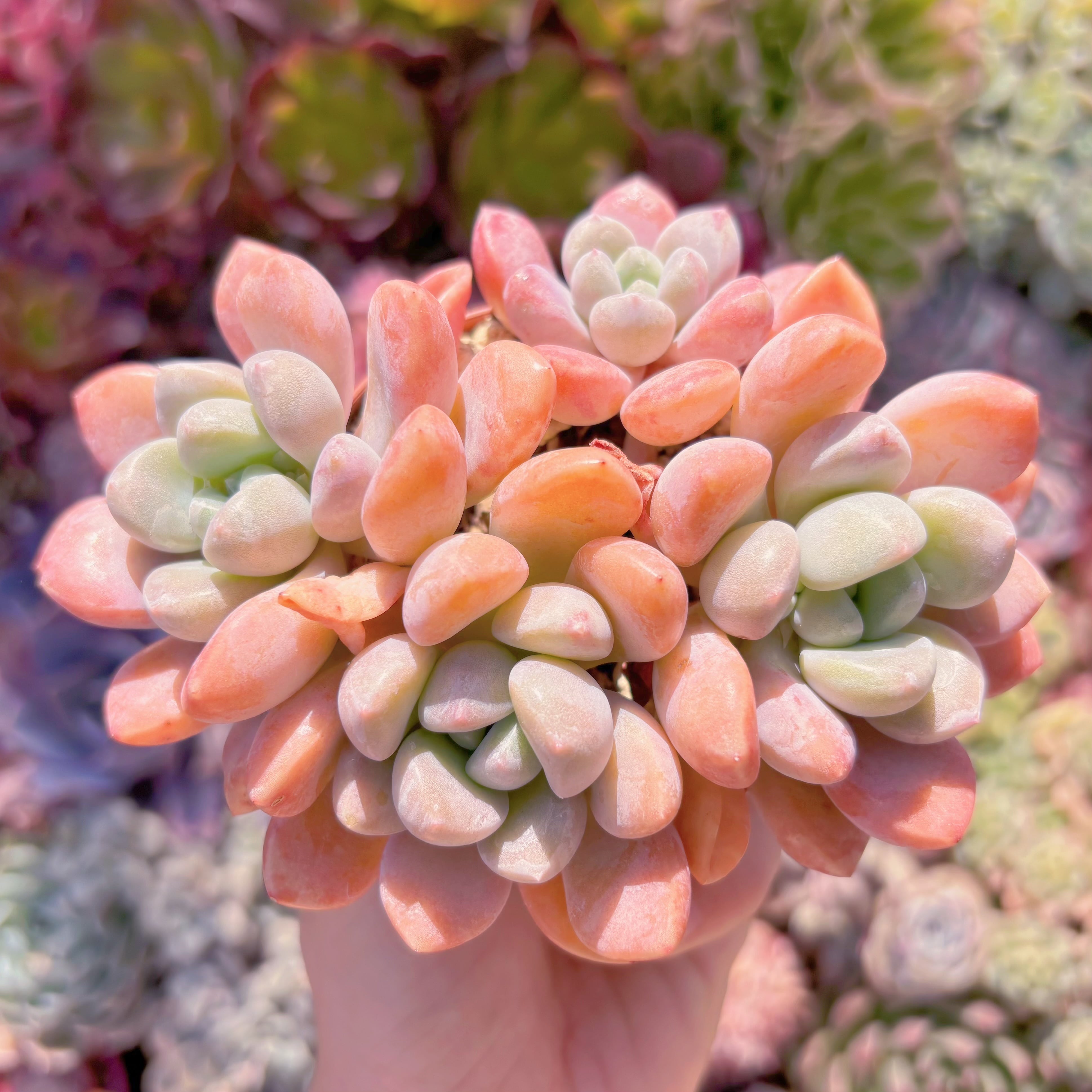 現品　白鷺#614   群生　るる農園