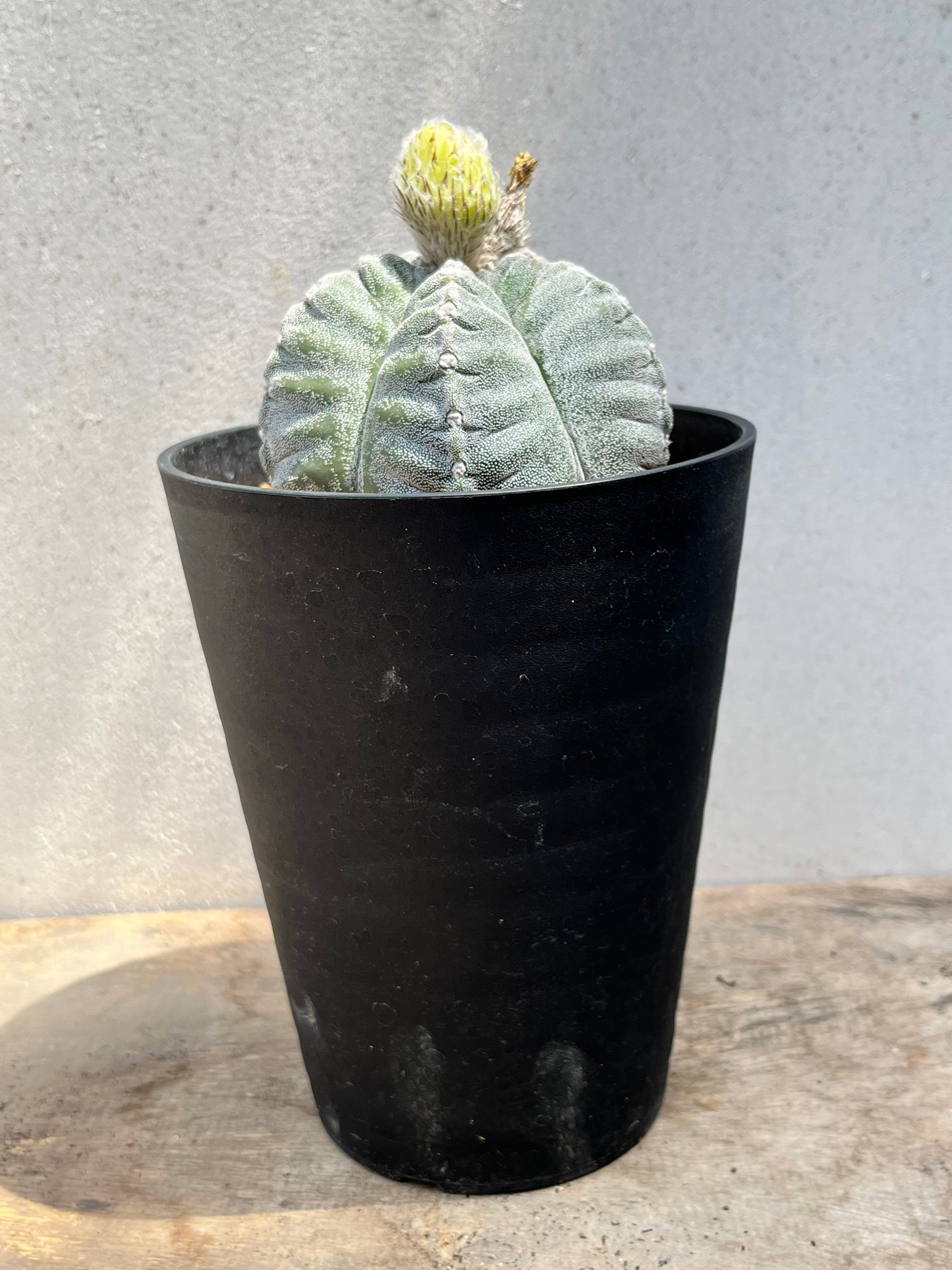 大肋骨ヘキルリランポー玉錦 アストロフィツム 大株 抜き苗 ランポー玉 大肋骨ヘキルリランポー玉錦 アストロフィツム 大株 抜き苗 ランポー玉