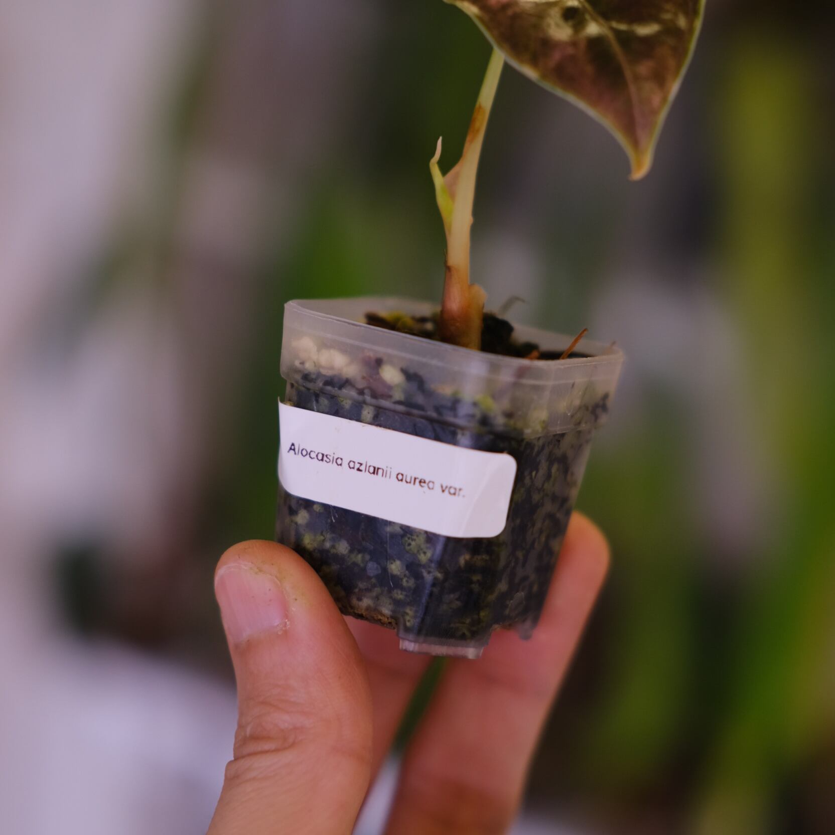 アロカシア アズラニー オーレア│Alocasia azlanii aurea varigated