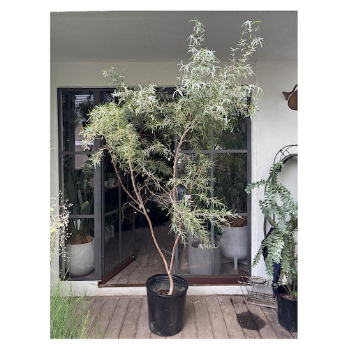 Silver tea tree