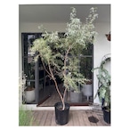 Silver tea tree