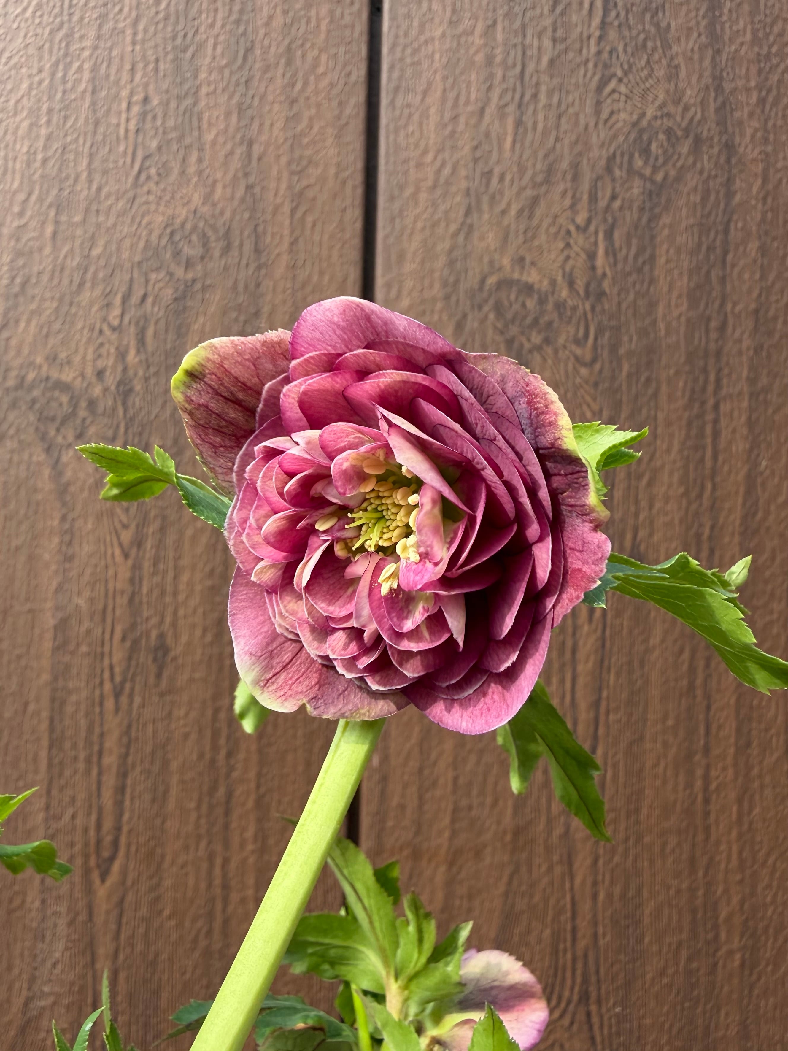 アフロディーテグラデーション ※交配札無し 加藤農園 クリスマスローズ