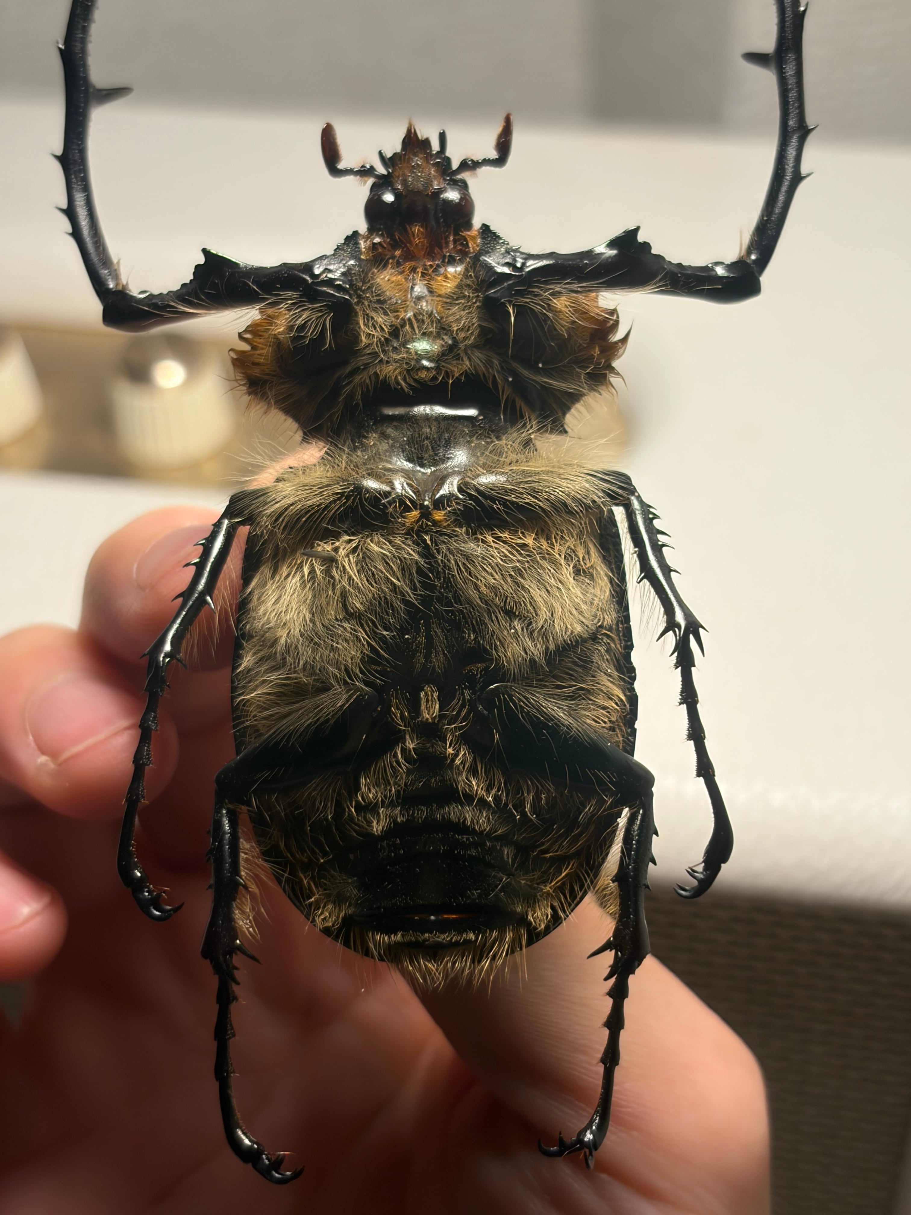 68mm】祈り拝むヤンソニーテナガコガネ カメムシサシガメ甲虫標本