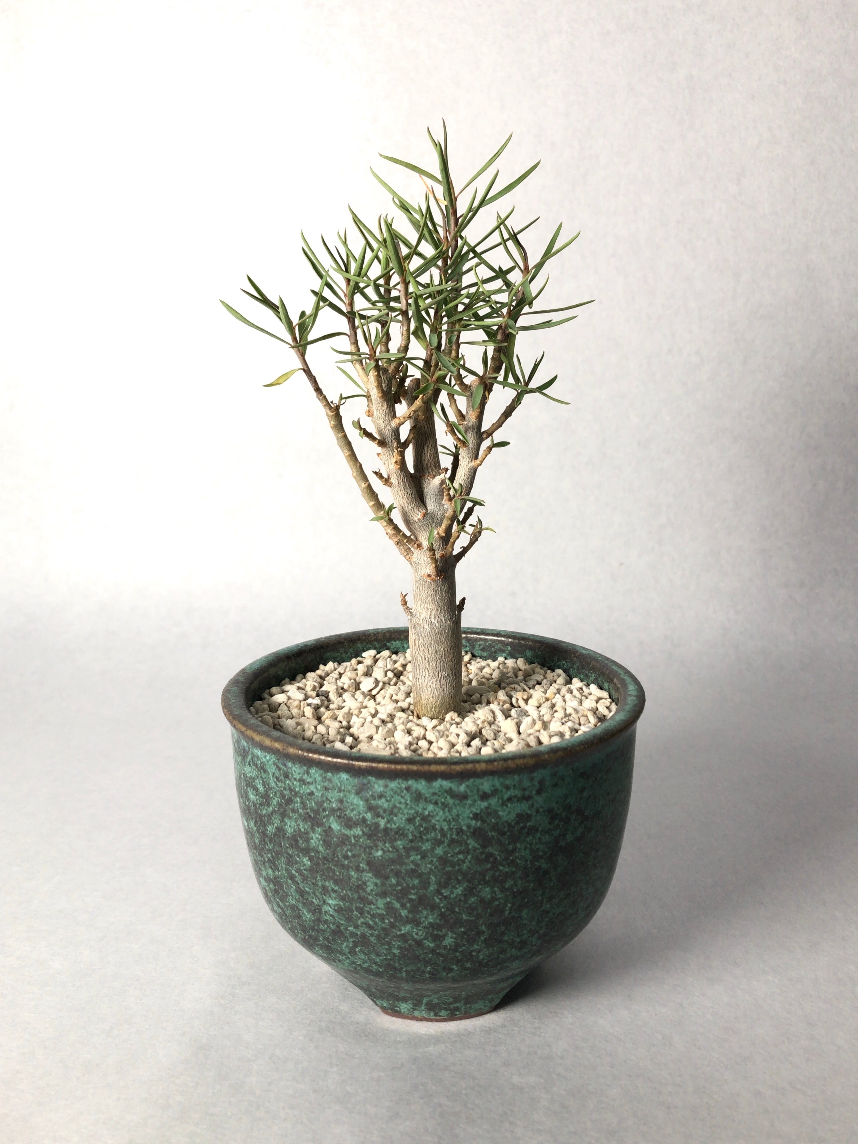 ユーフォルビア バルサミフェラ Euphorbia 美株 fkip.unmul.ac.id