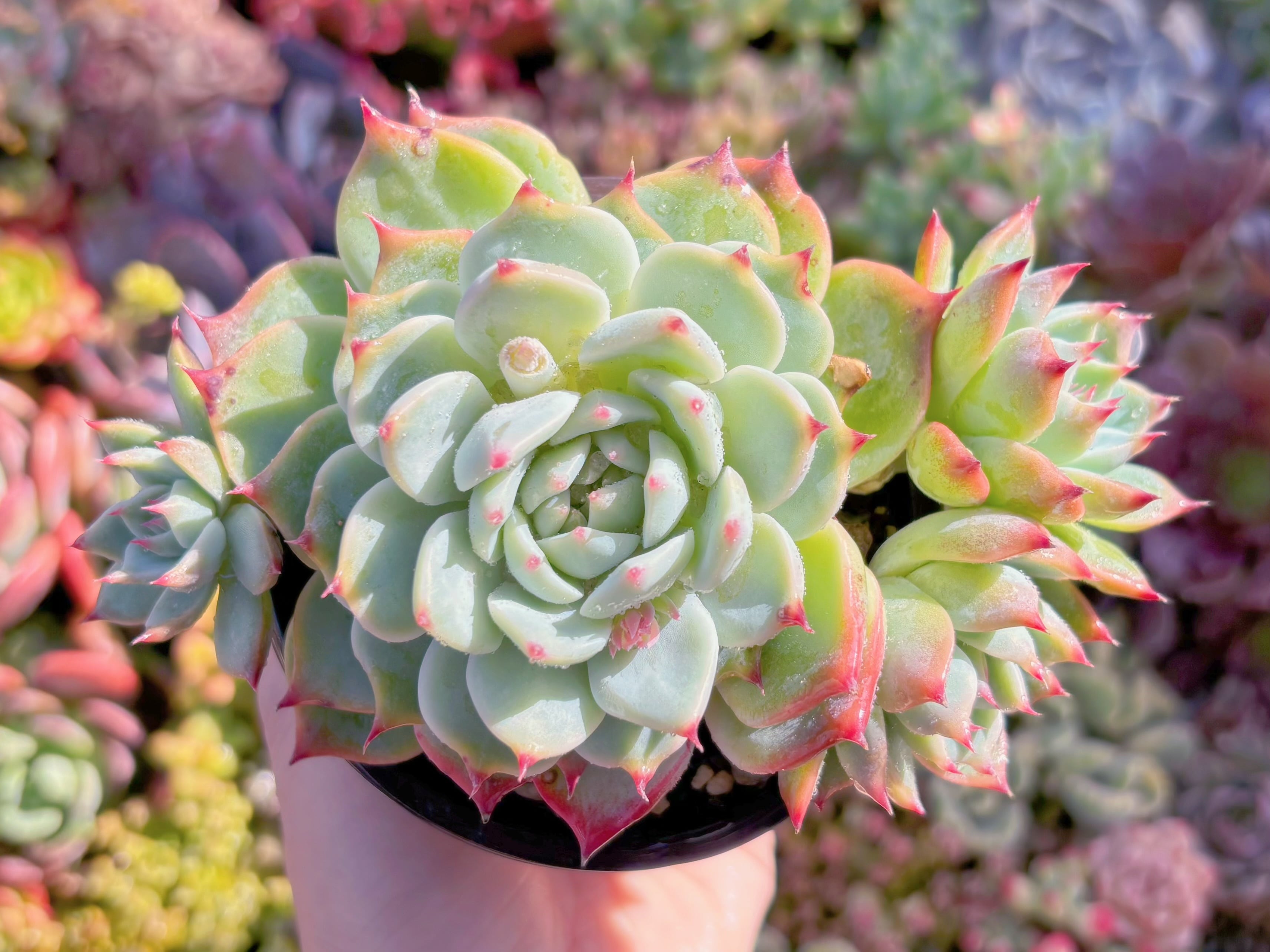 現品　プロティティ#M166　群生　古株　るる農園