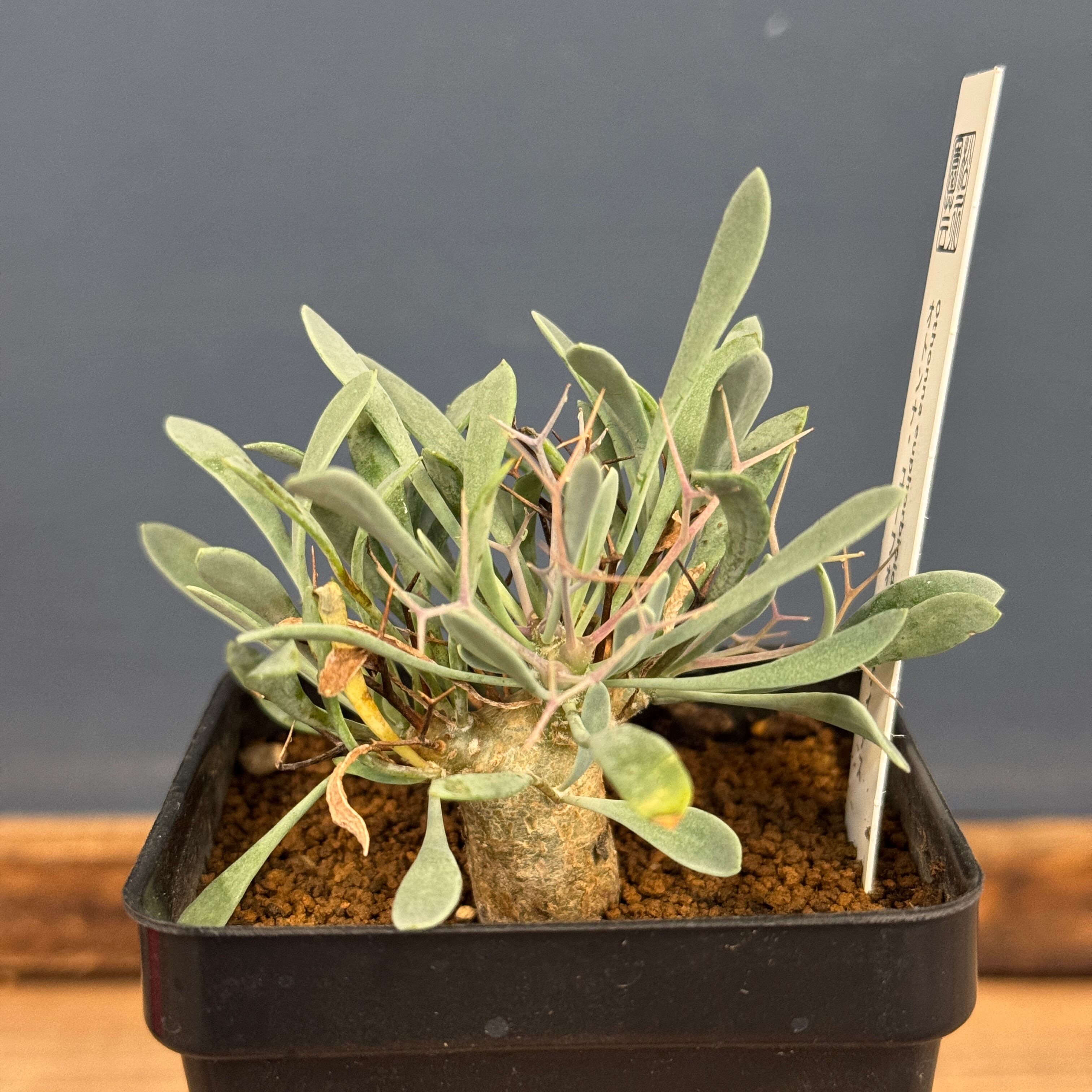 オトンナ ユーフォルビオイデス【760】 | PROTOLEAF プロトリーフ