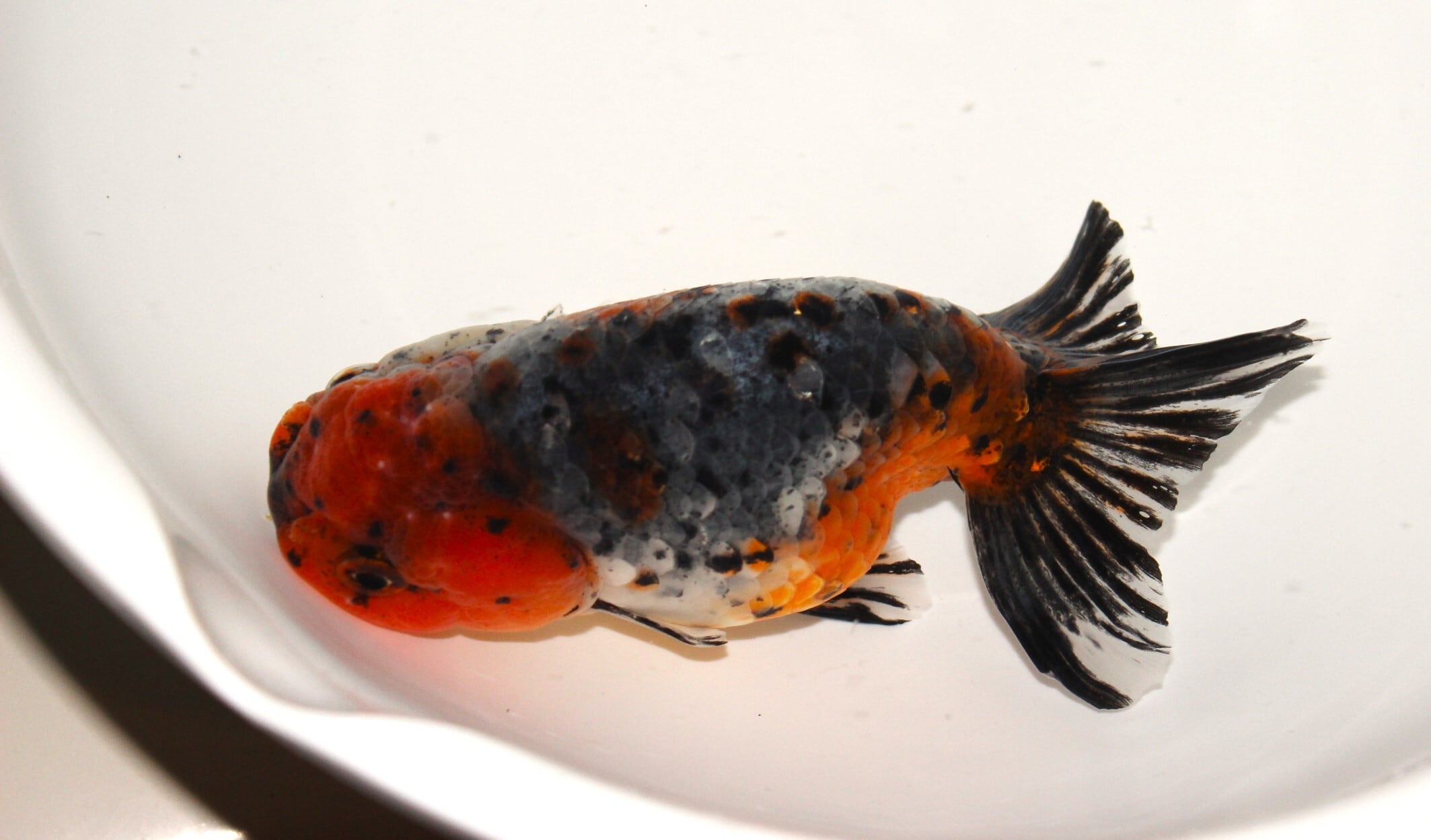 志村養魚場産　五色江戸錦　2歳　約13㎝ 志村養魚場産 二才 五色江戸錦（大）＃1215-01 | 金魚専門店 和の美